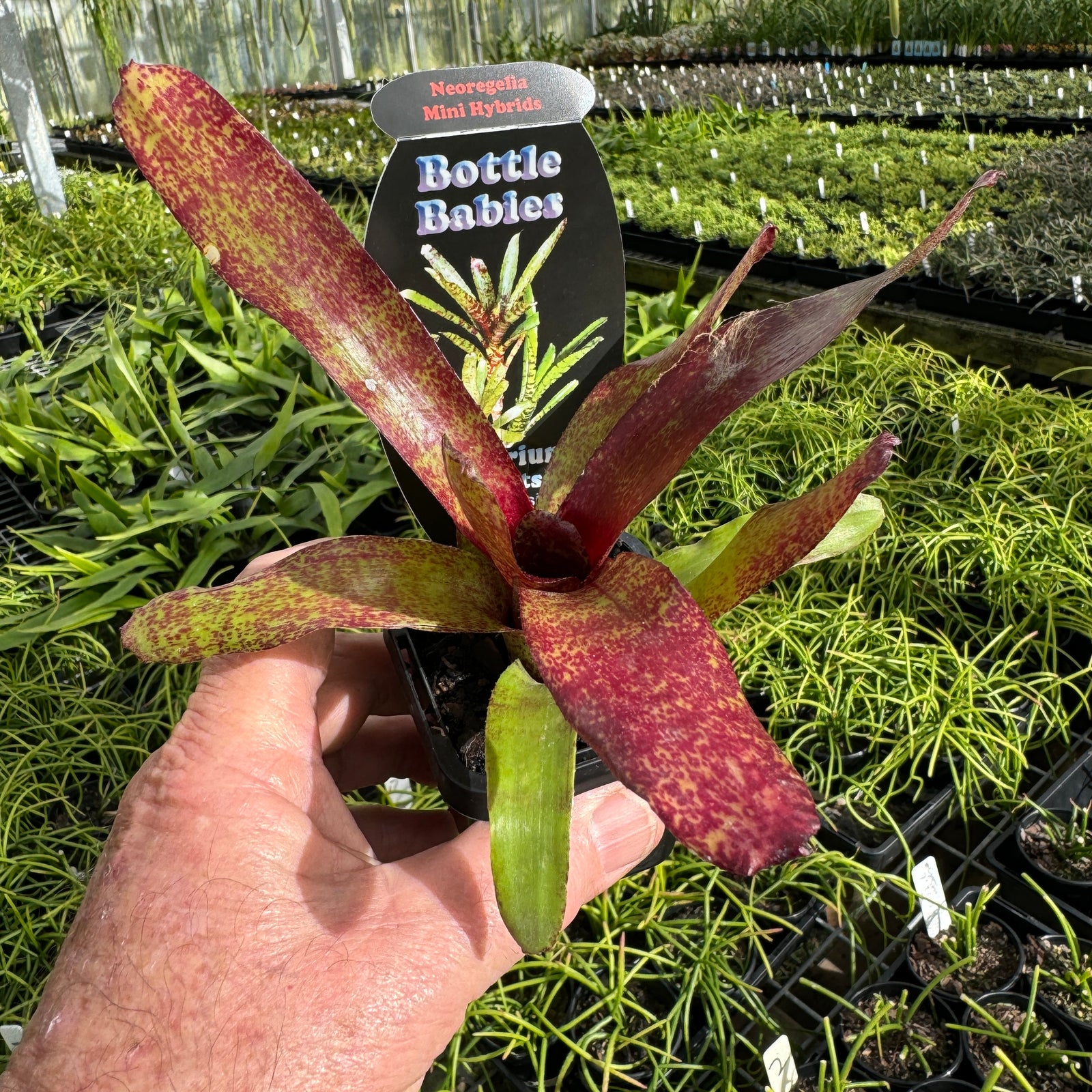 Bromeliad Tiny Tot Neoregelia hybrid red