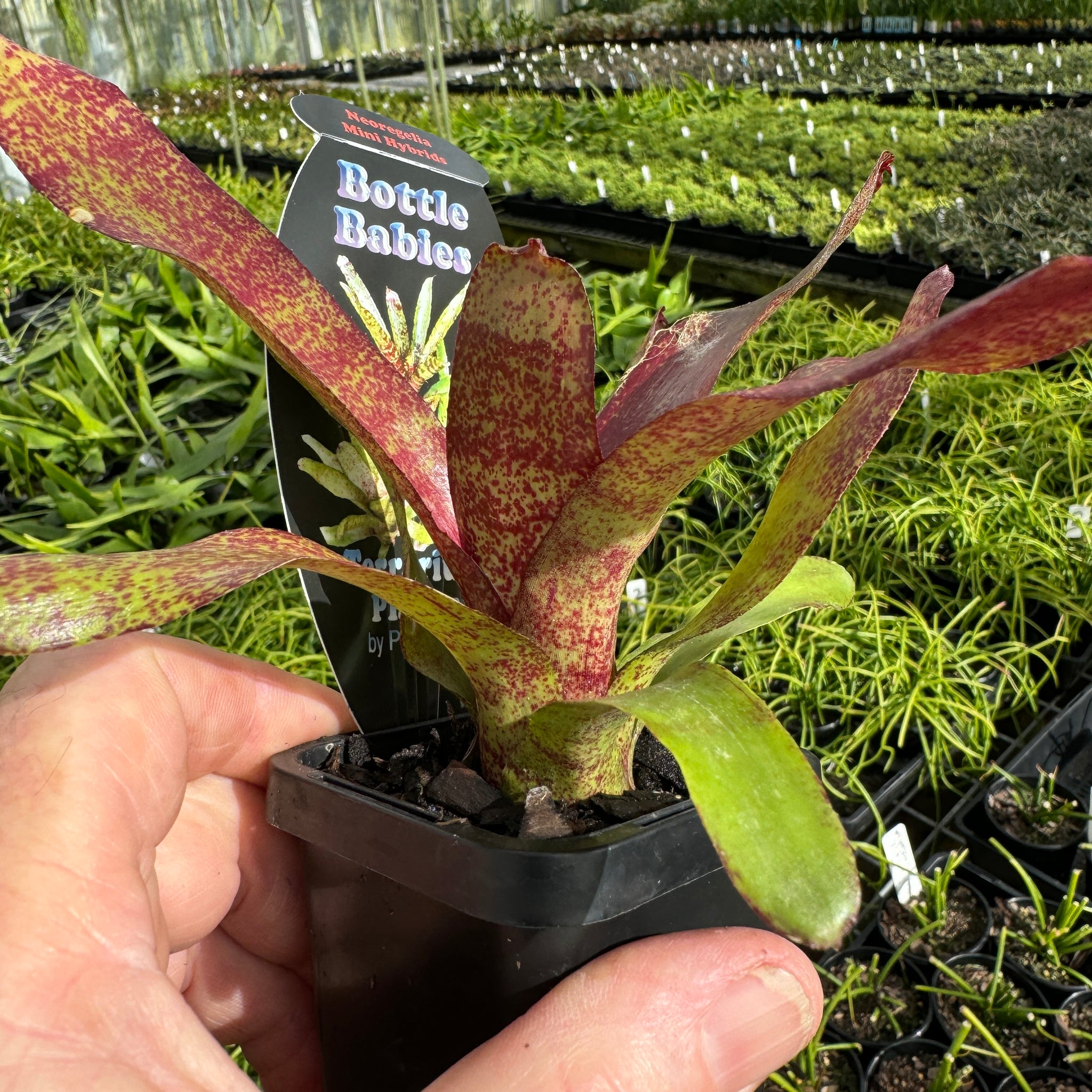 Bromeliad Tiny Tot Neoregelia Hybrid Red