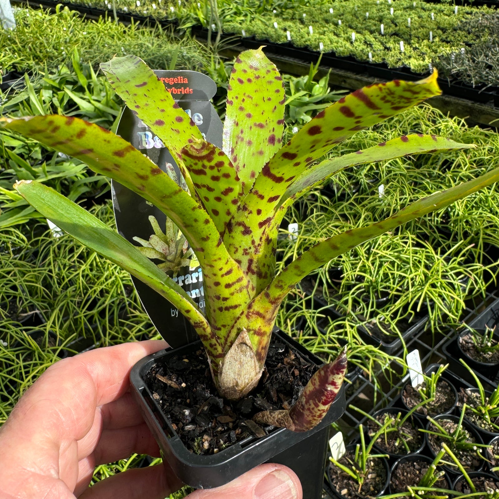 Bromeliad Tiny Tot Neoregelia  hybrid Green red  Spotted