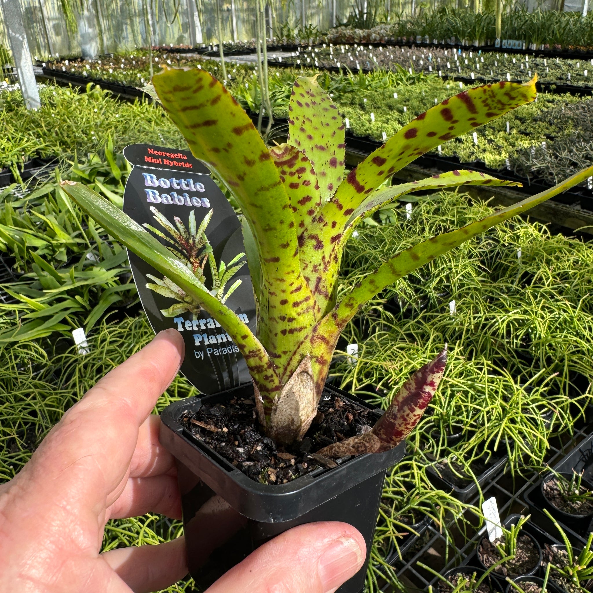 Bromeliad Tiny Tot Neoregelia  hybrid Green red  Spotted