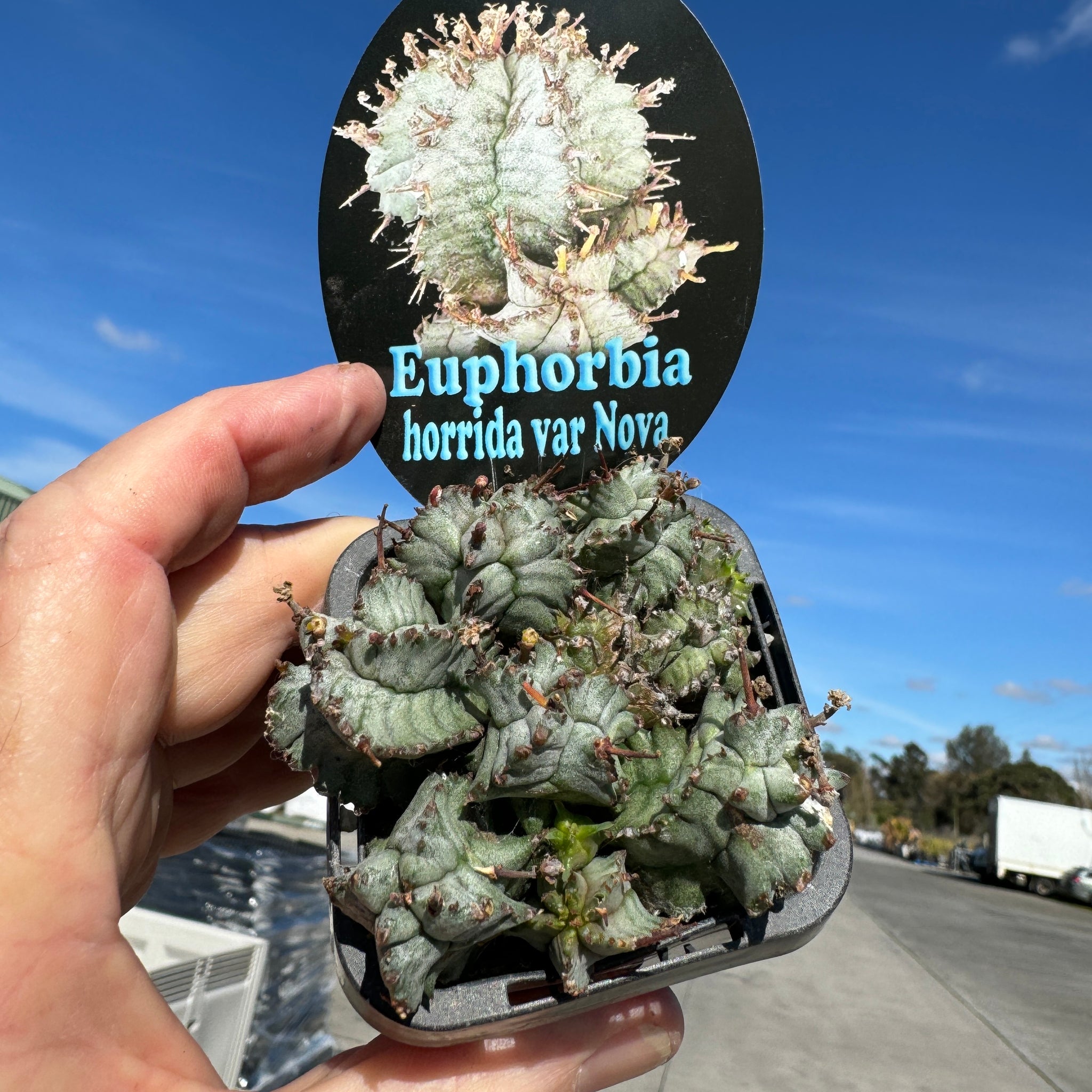 Euphorbia horrida variety Nova (NOT FOR WA)