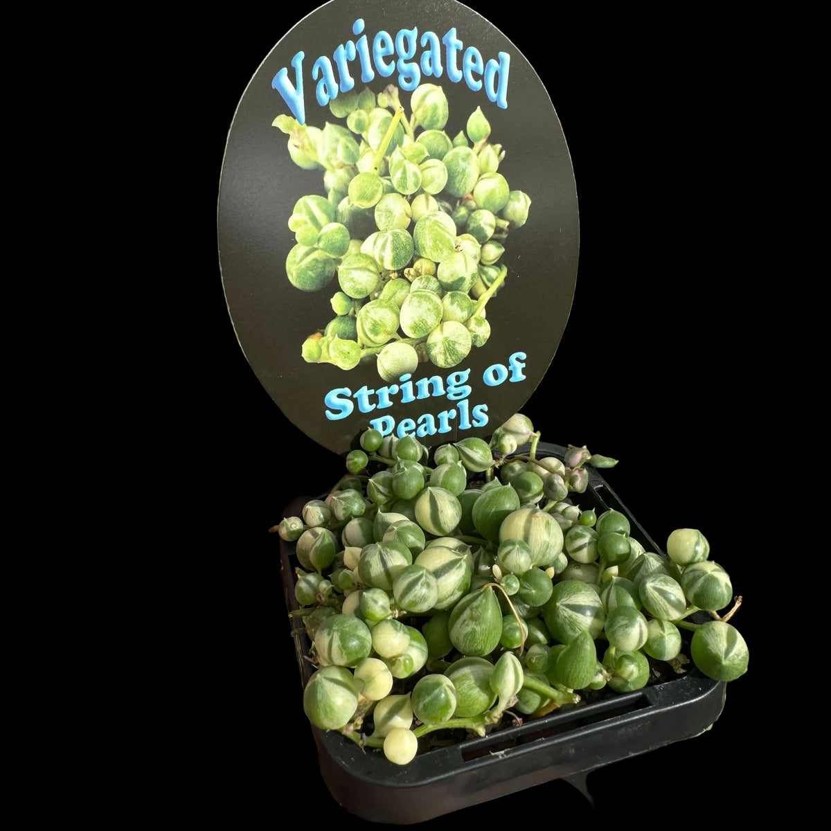 Variegated String of Pearls Big - Succulent Gallery Variegated String of Pearls Big - Succulent Gallery