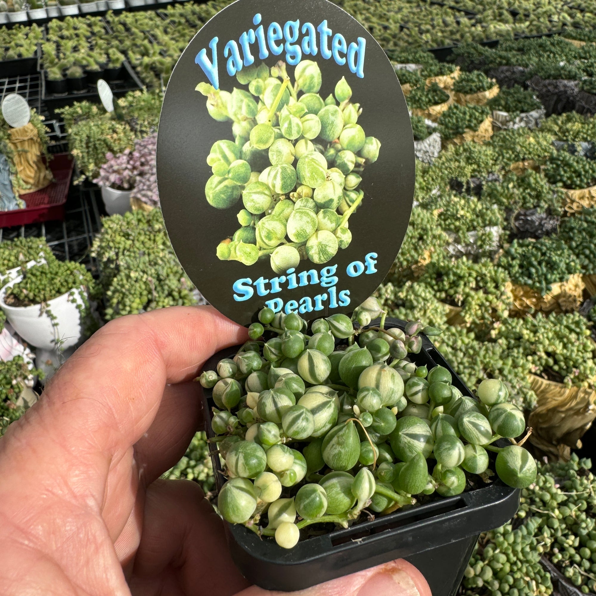 'String Of Pearls' variegated Senecio rowleyanus