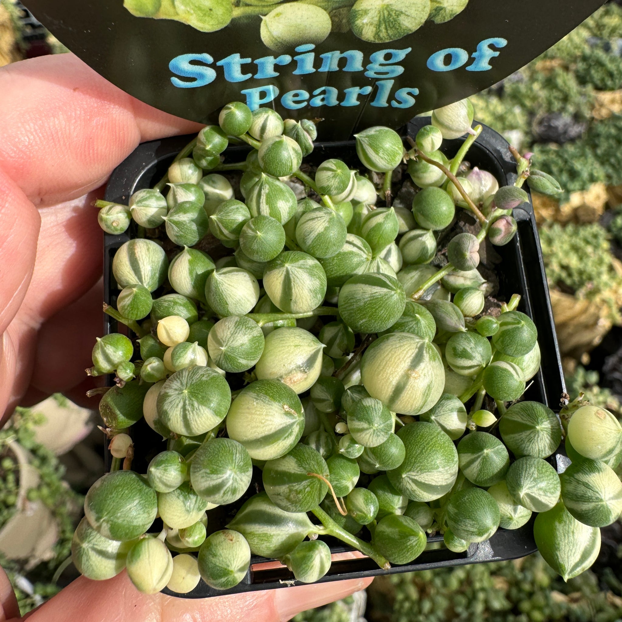 'String Of Pearls' variegated Senecio rowleyanus