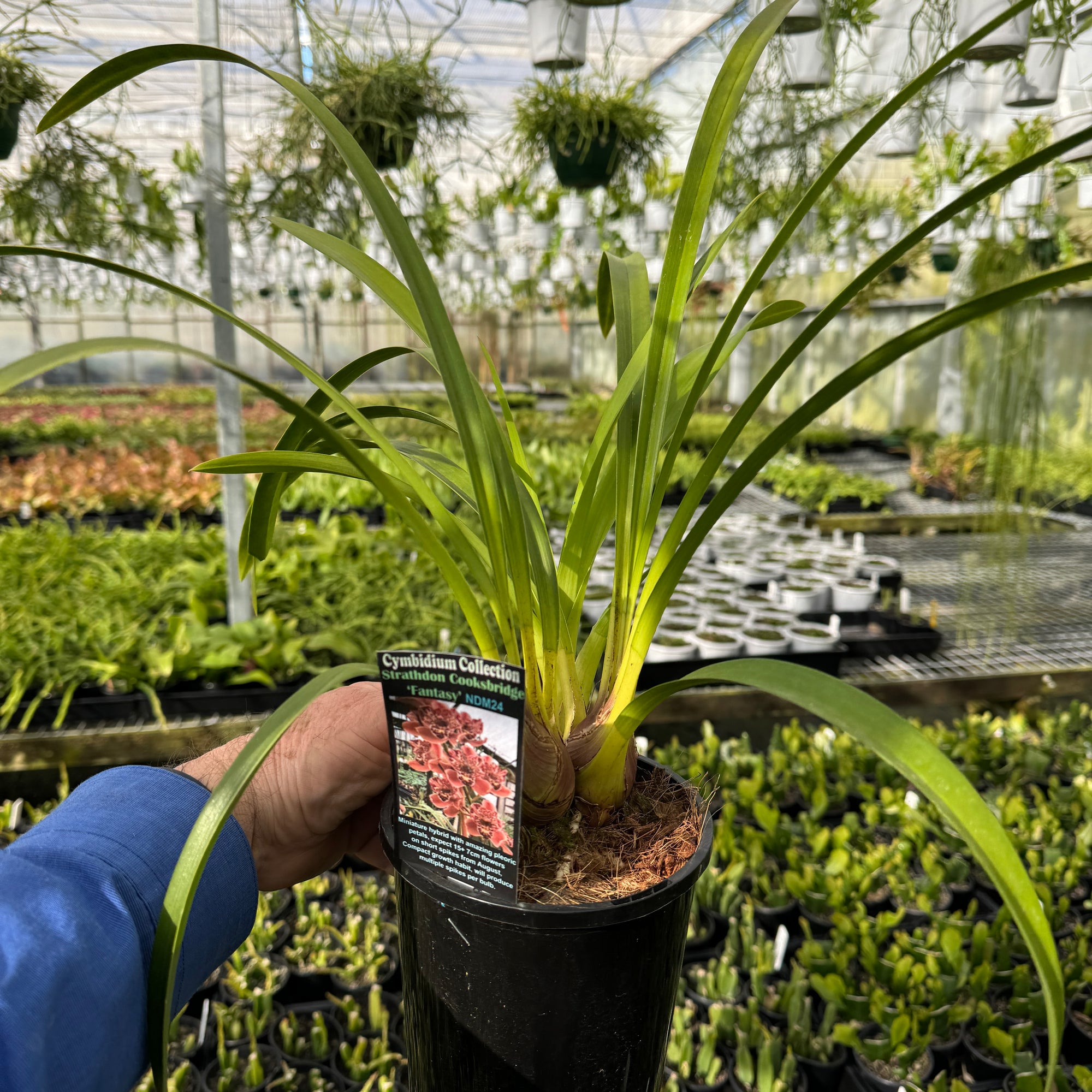 Cymbidium Strathdon 'Cooksbridge Fantasy' 6” pot