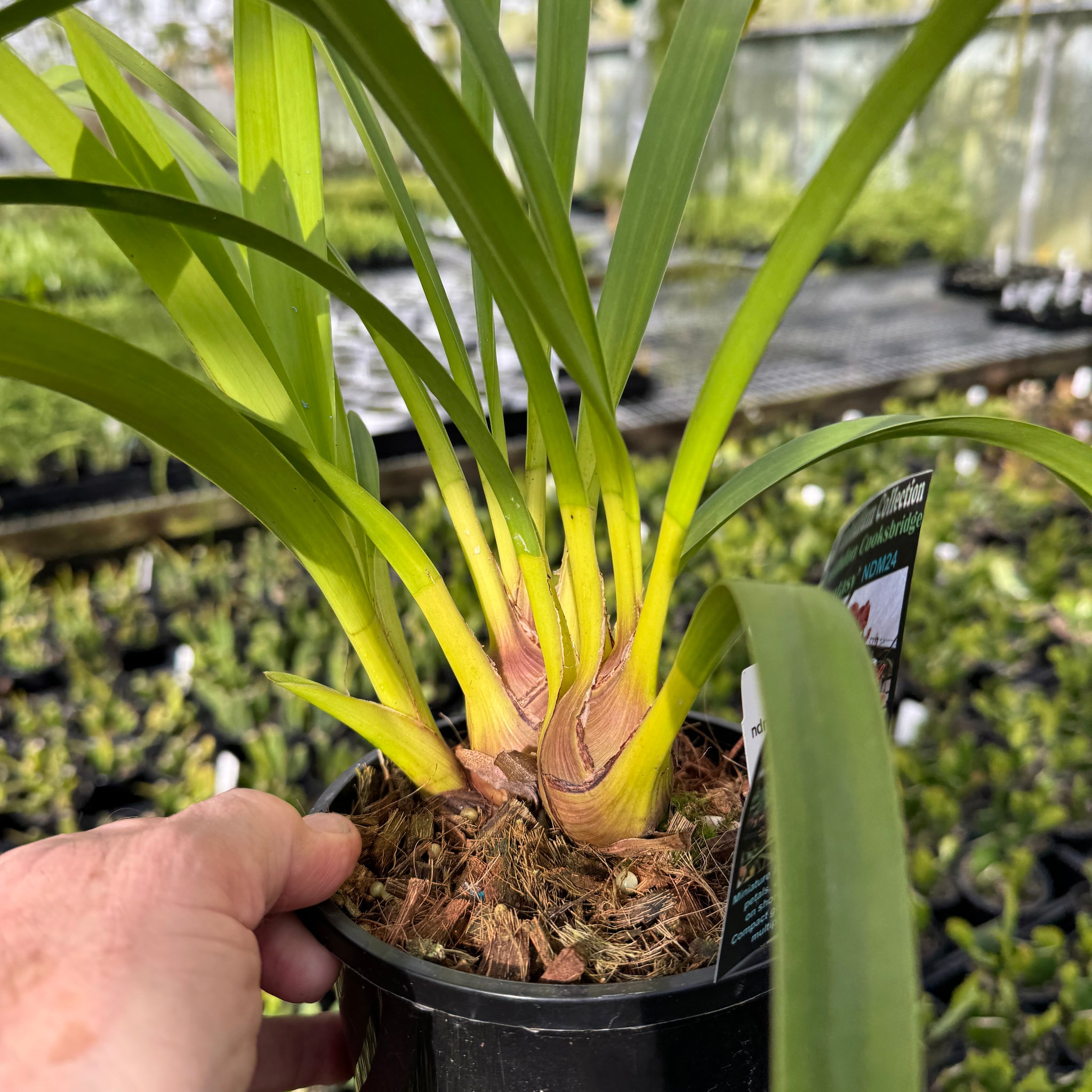 Cymbidium Strathdon 'Cooksbridge Fantasy' 6” pot