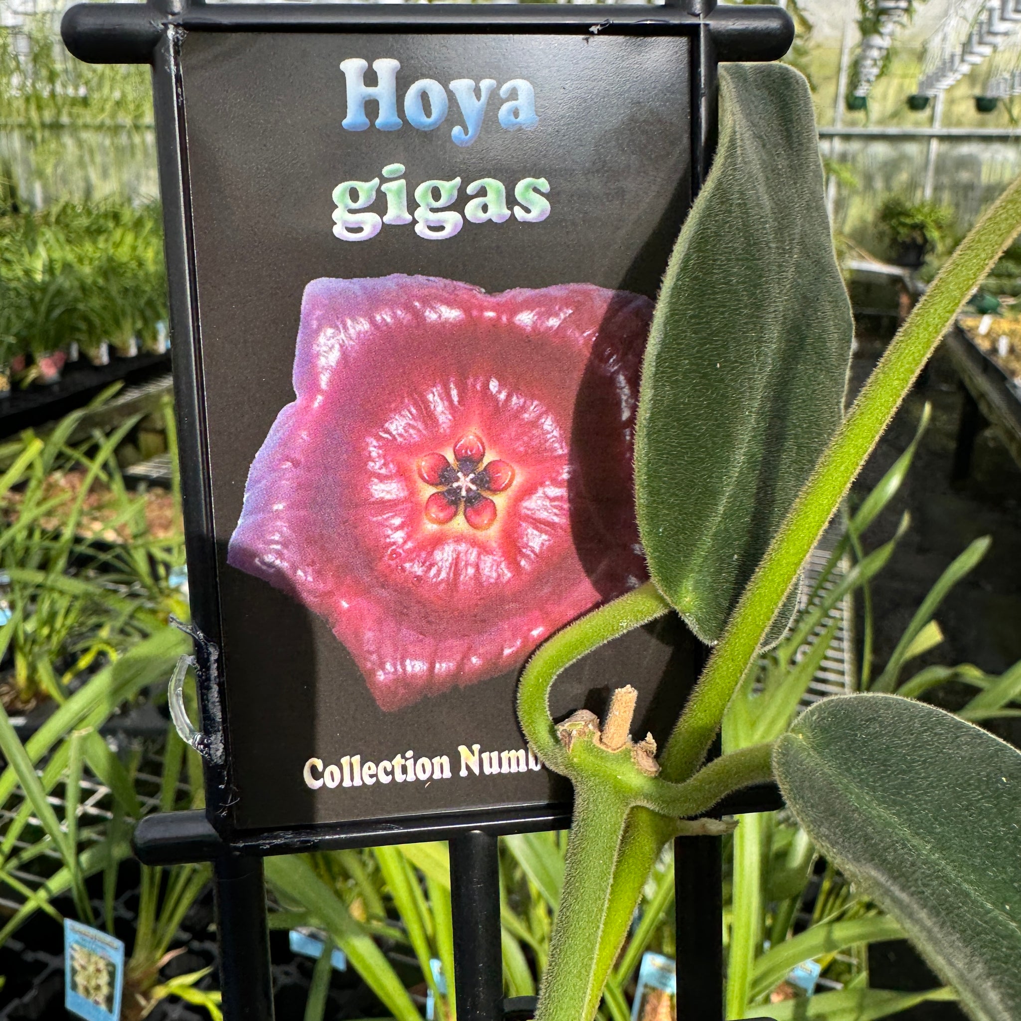 Hoya gigas #184