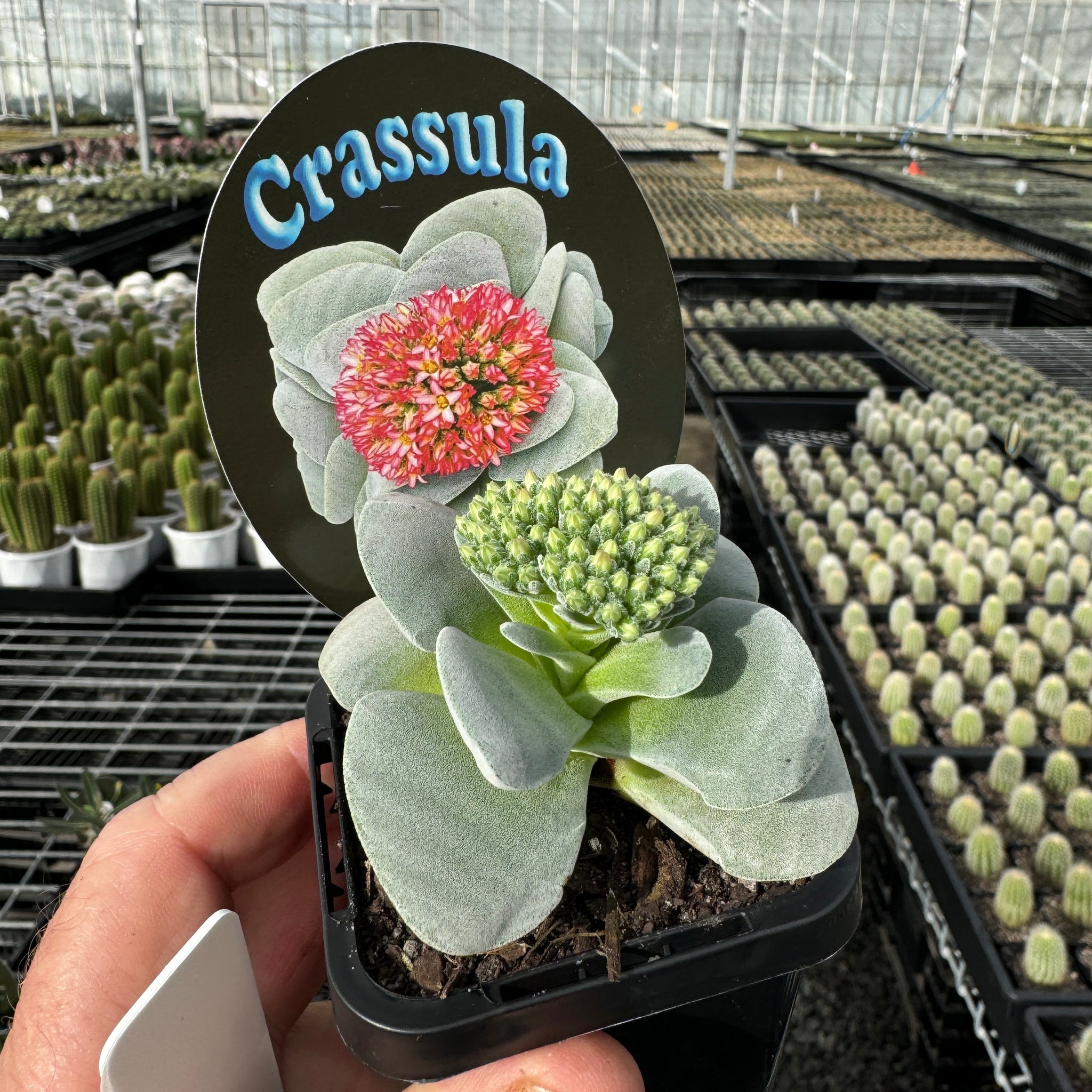 morgan succulent Crassula 'Morgan's Beauty' – Collectors Online
