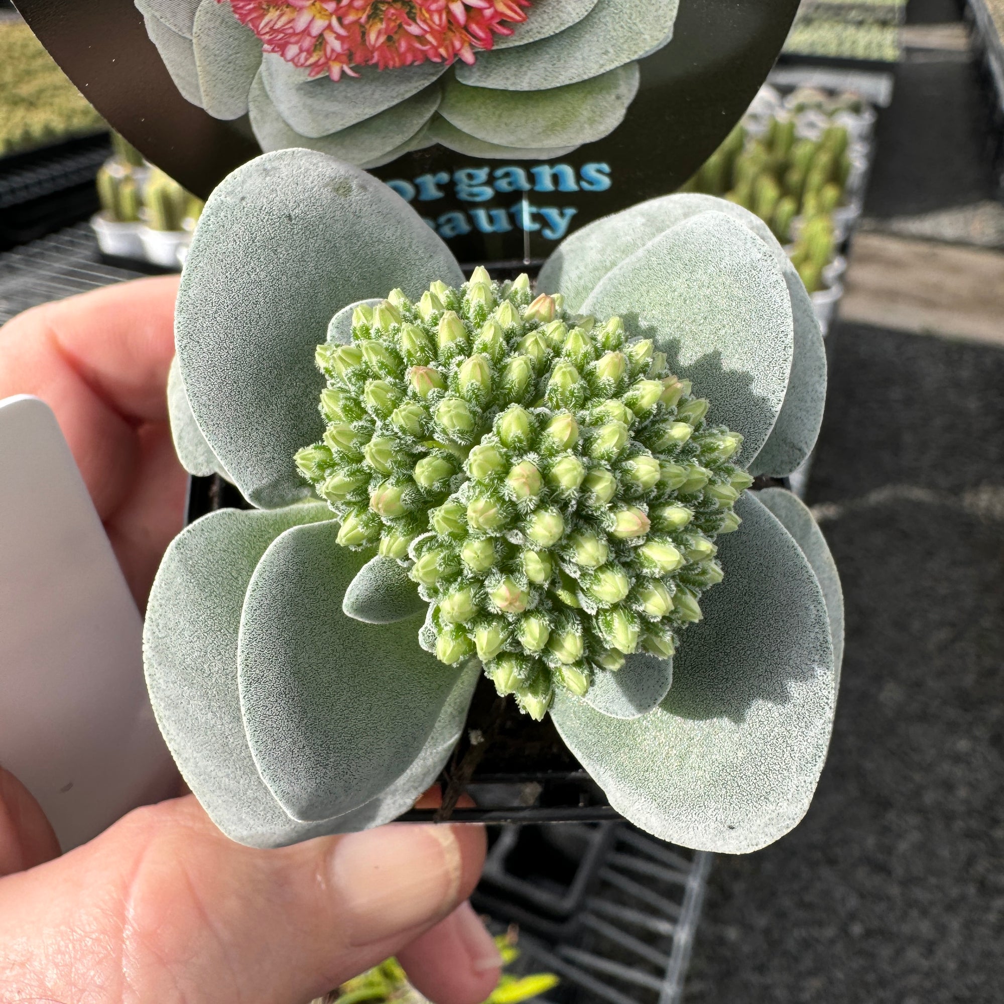 Crassula 'Morgan's Beauty' (Not for WA)