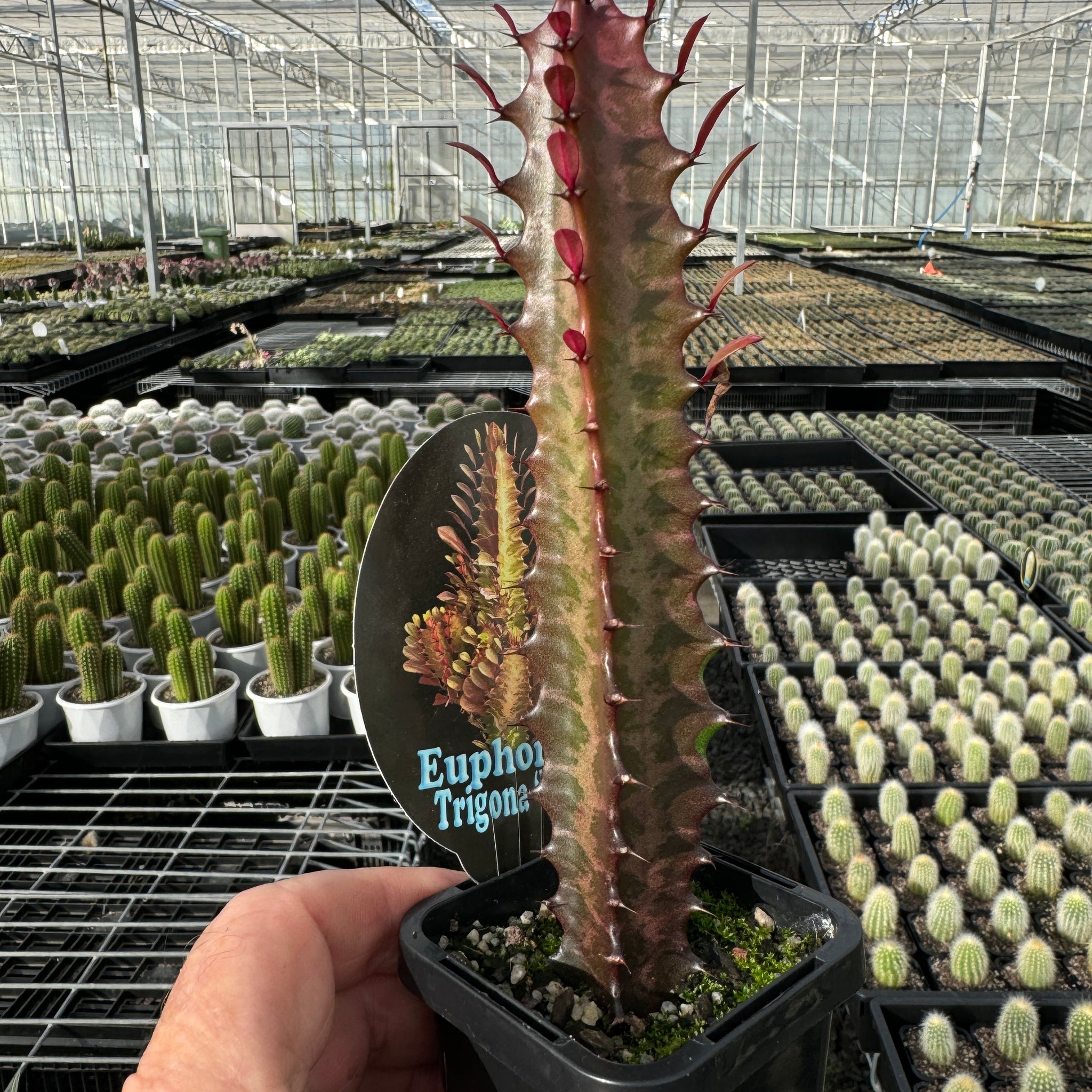 Euphorbia trigona 'Red Form' (Not for WA)