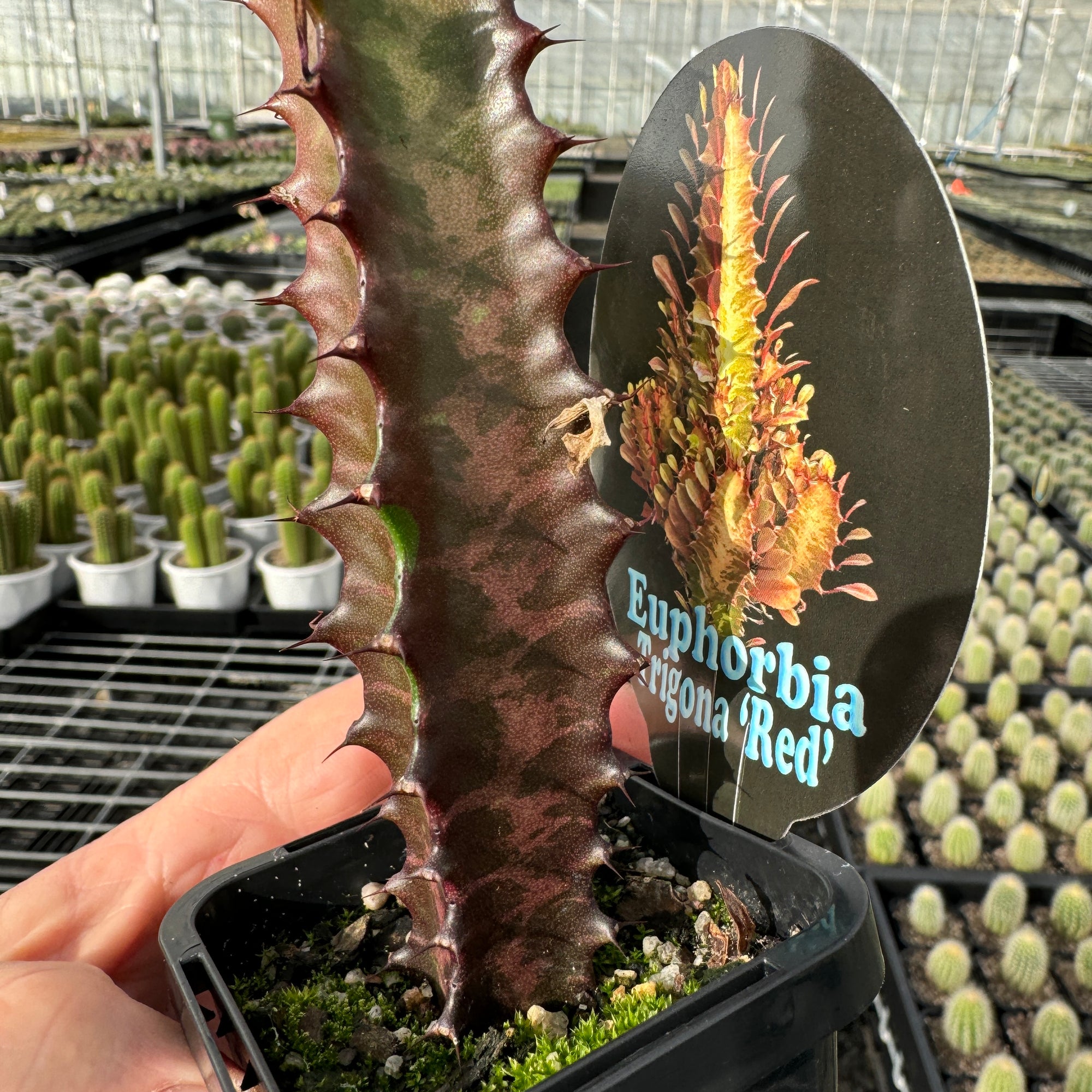 Euphorbia trigona 'Red Form' (Not for WA)