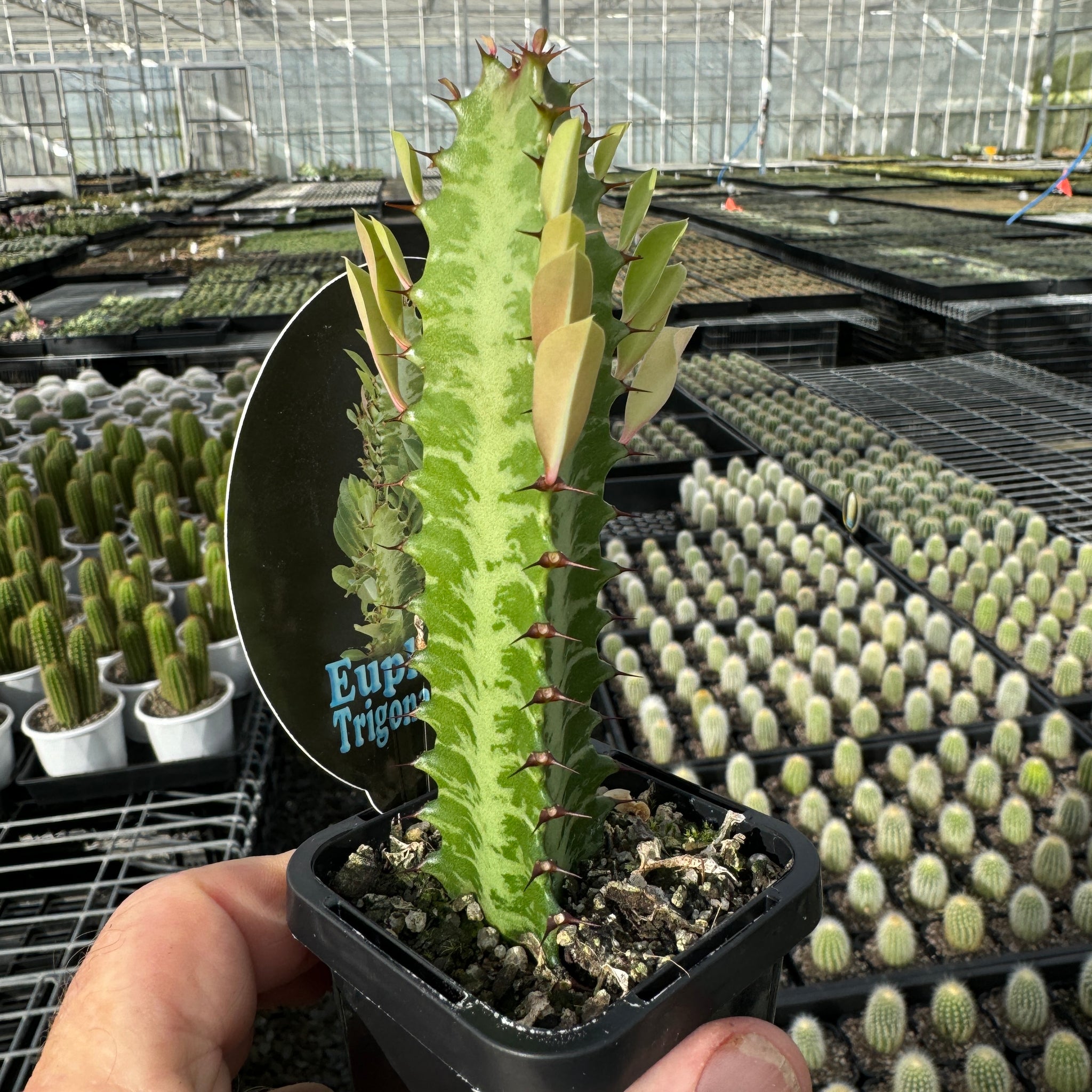 Euphorbia trigona 'Green Form' (Not for WA)