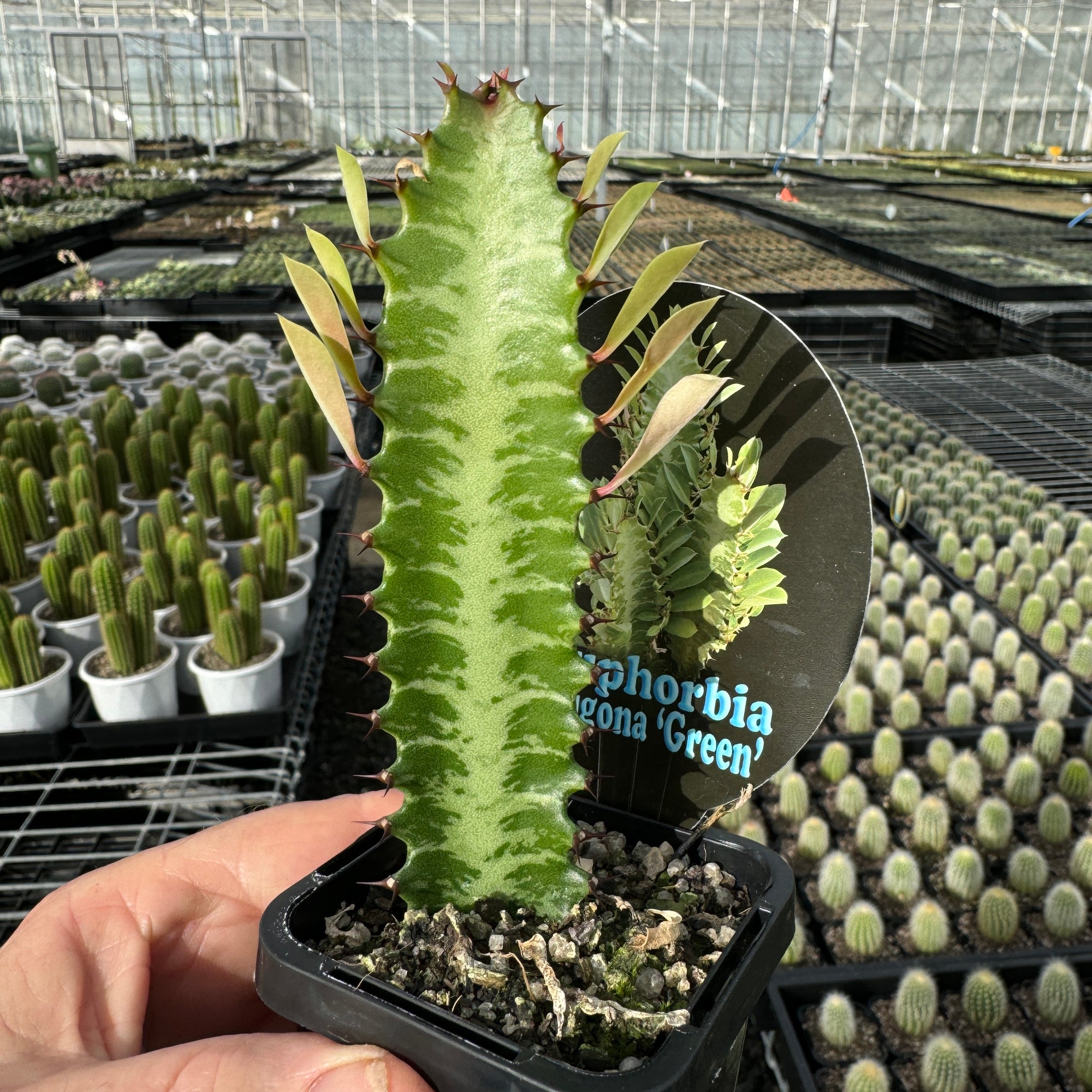 Euphorbia trigona 'Green Form' (Not for WA)