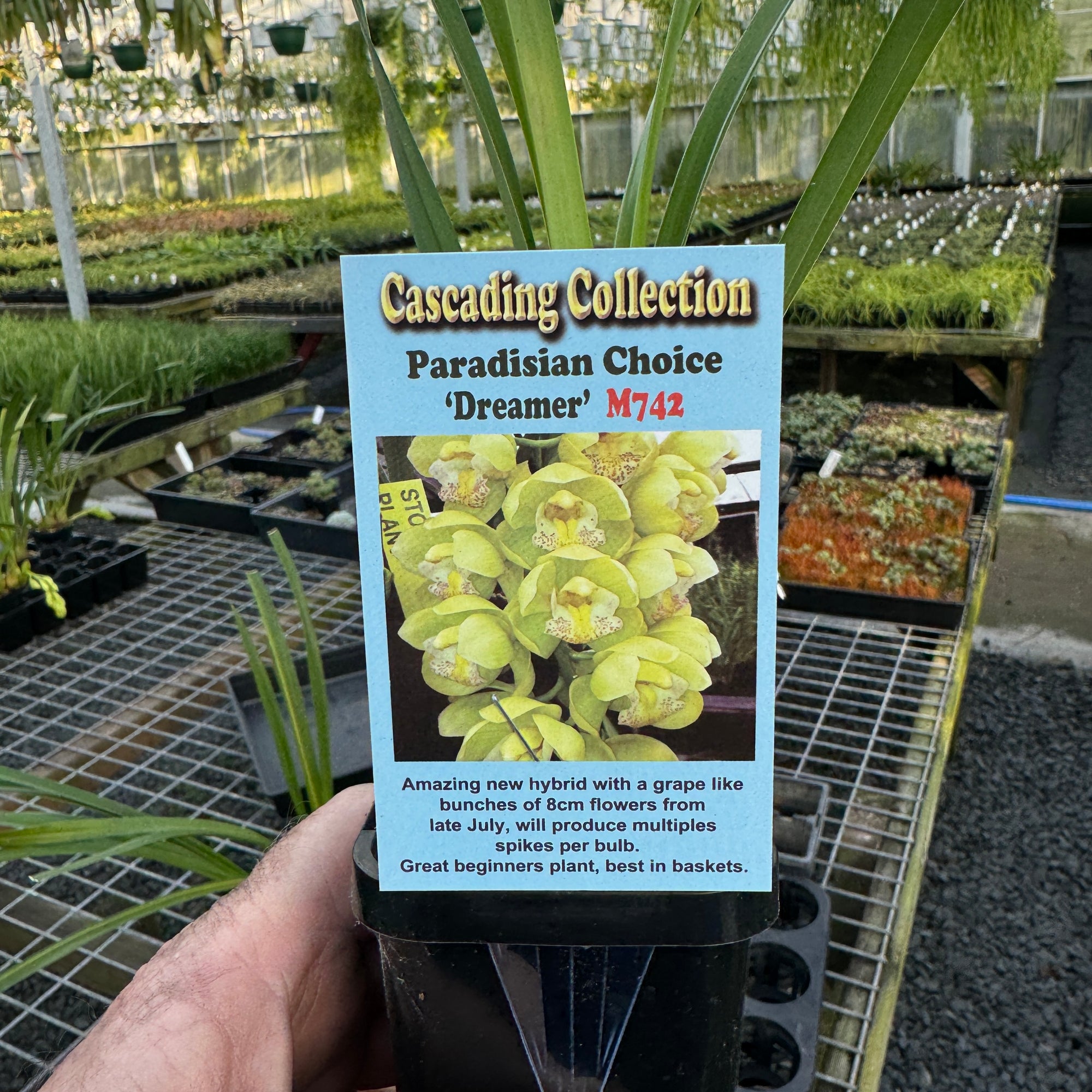 Cymbidium Paradisian Choice 'Dreamer'