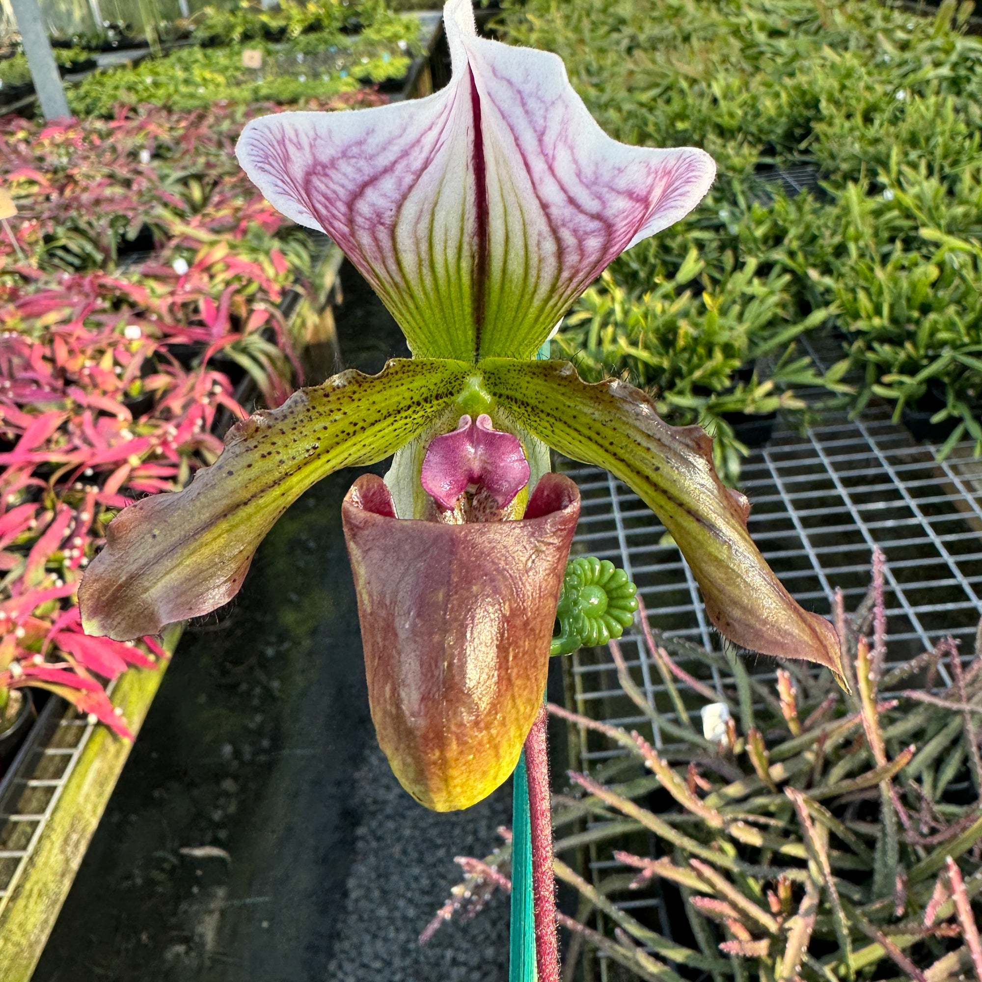 Paphiopedilum spicerianum x Yi Ying'Morning Sun'   #PP2