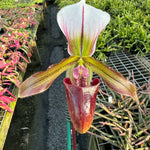 Paphiopedilum spicerianum x Yi Ying'Morning Sun'   #PP3