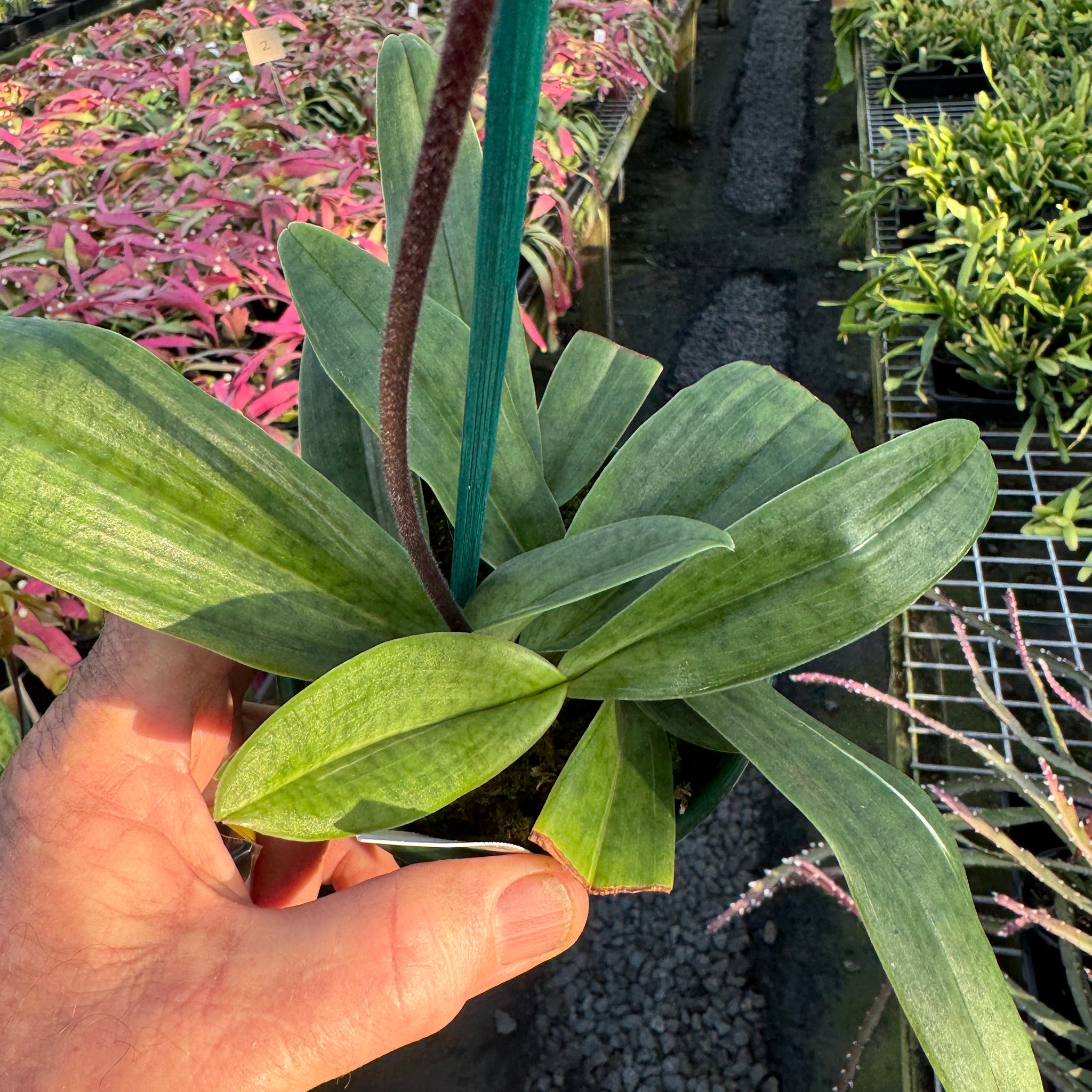 Paphiopedilum spicerianum x Yi Ying'Morning Sun'   #PP4 BIGGER CLUSTER