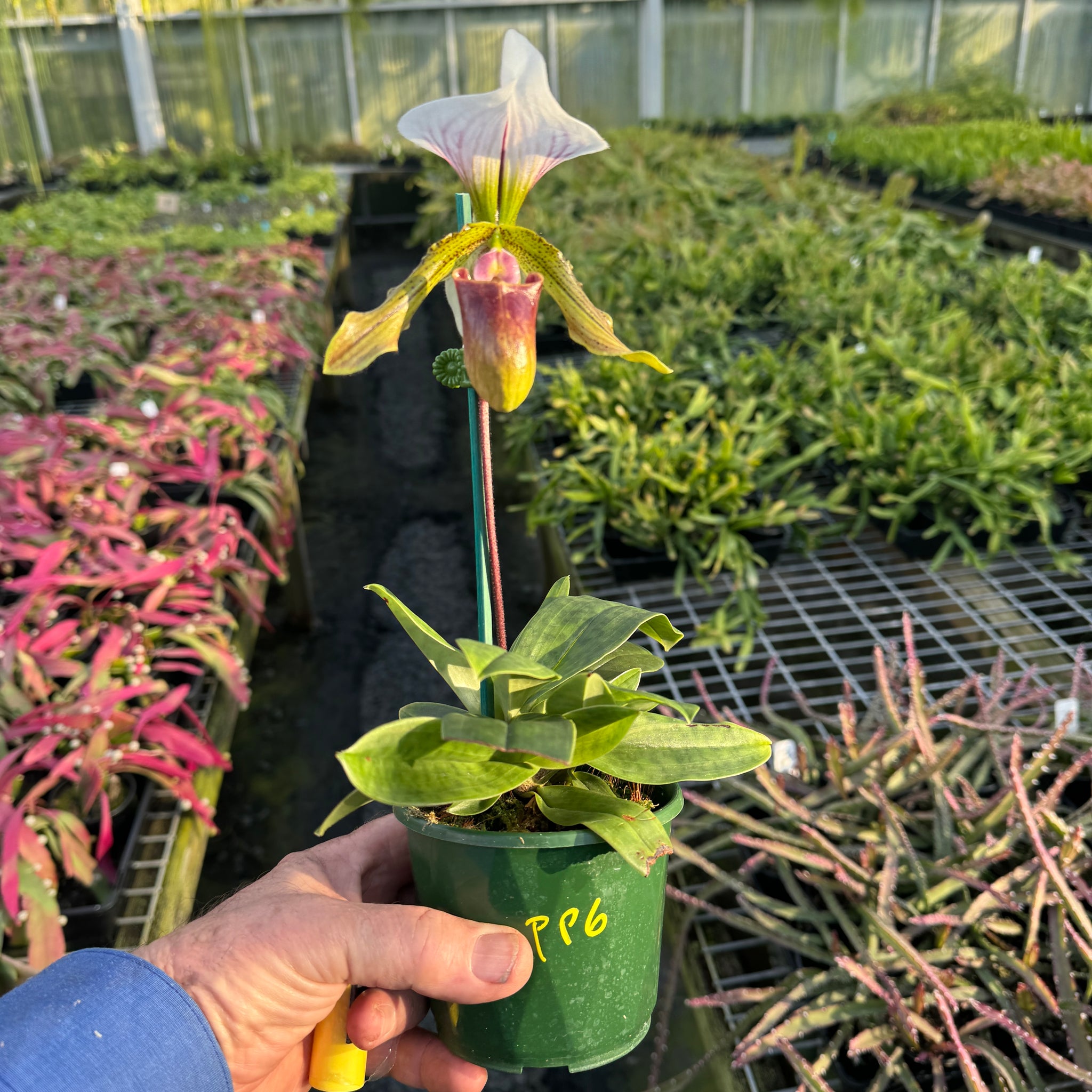 Paphiopedilum spicerianum x Yi Ying'Morning Sun'   #PP6 BIGGER CLUSTER