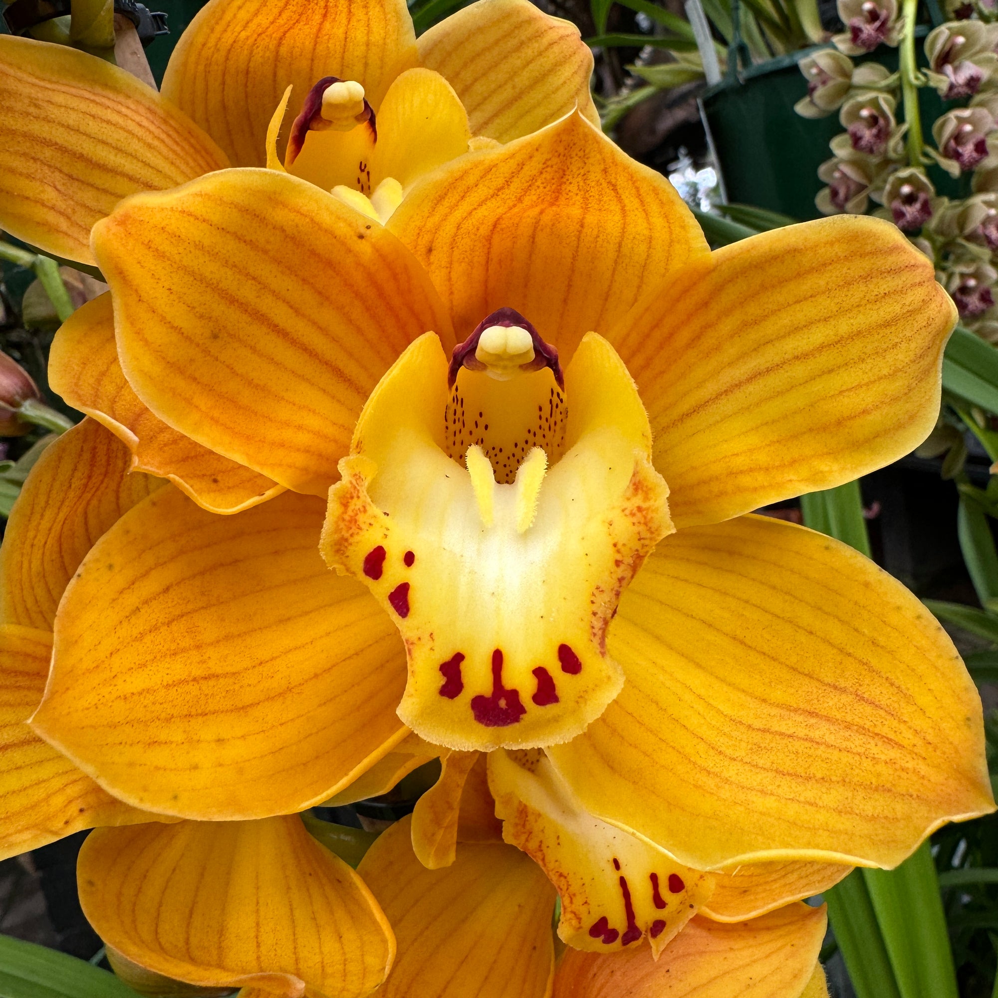 Cymbidium Shifting Sands 'Yellow Bird'