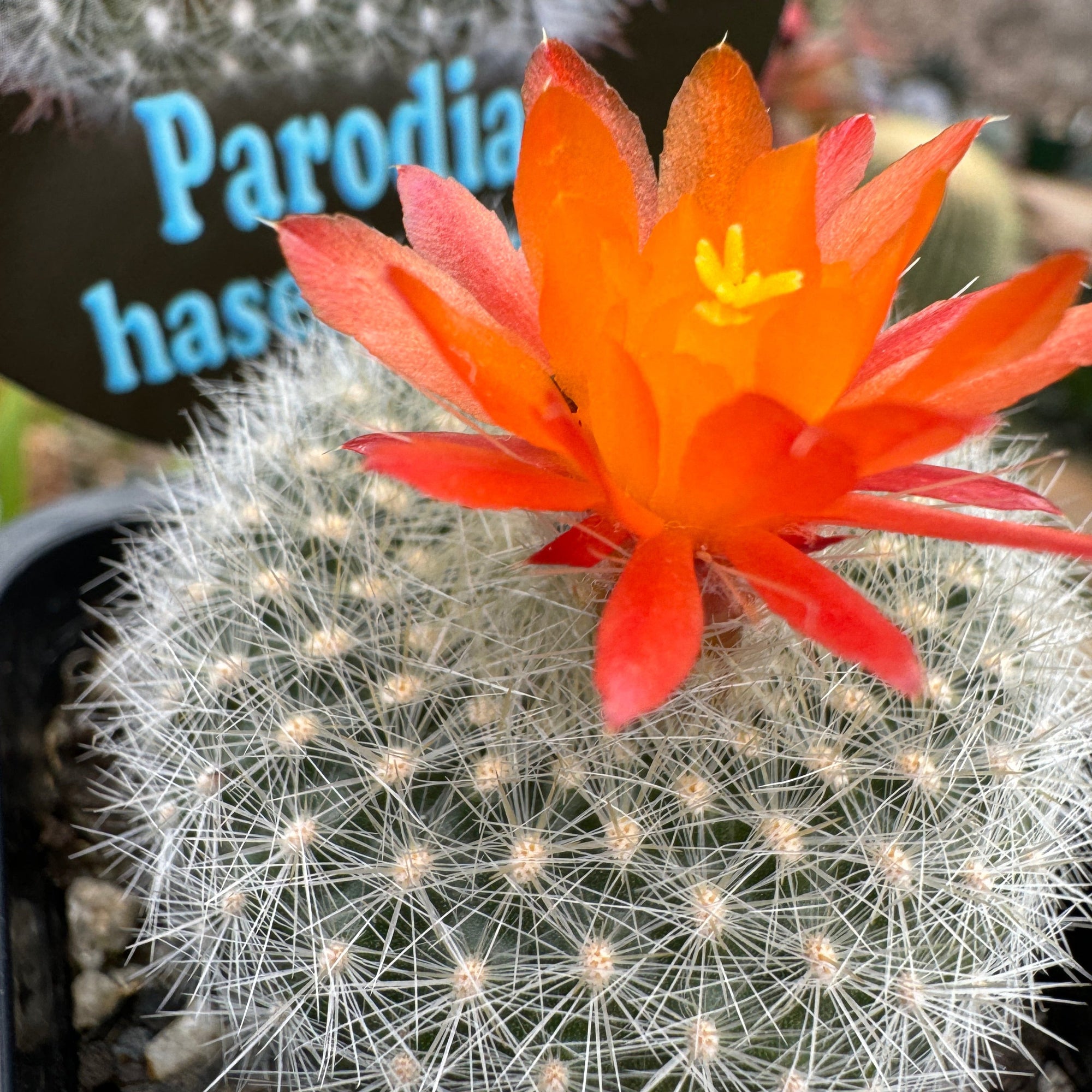 Parodia haselbergii