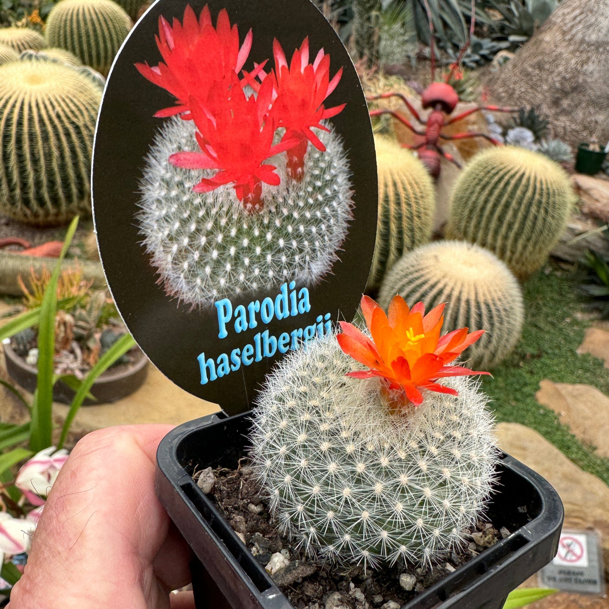 Parodia haselbergii