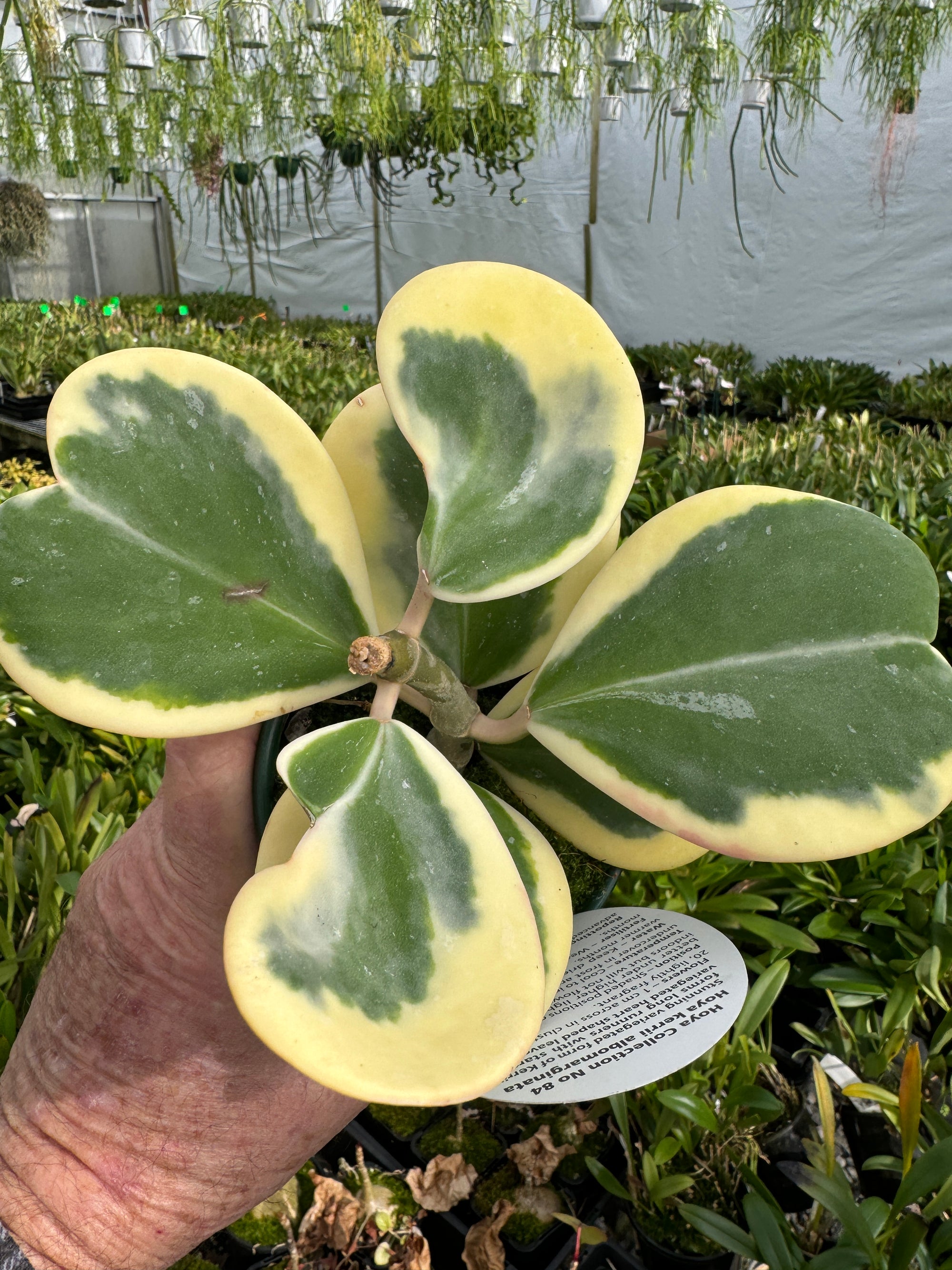 Hoya kerrii albomarginata Variegated #84