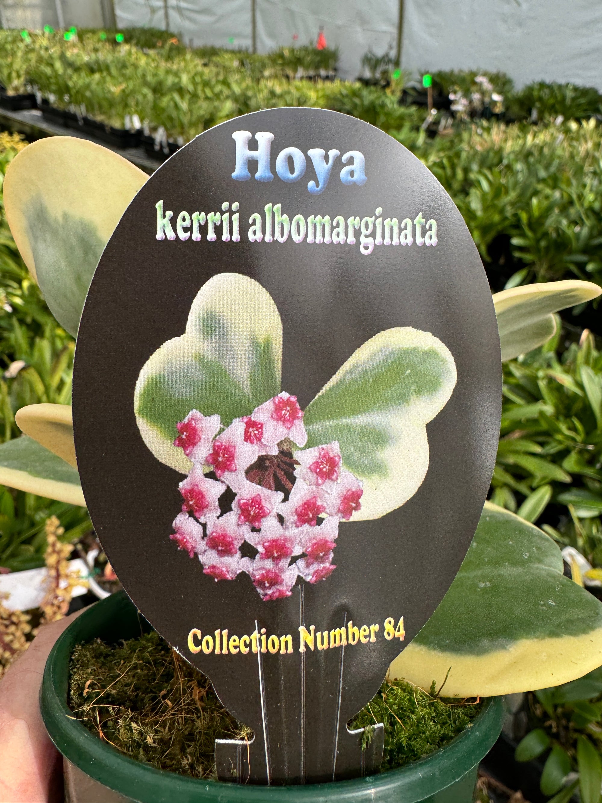 Hoya kerrii albomarginata Variegated #84