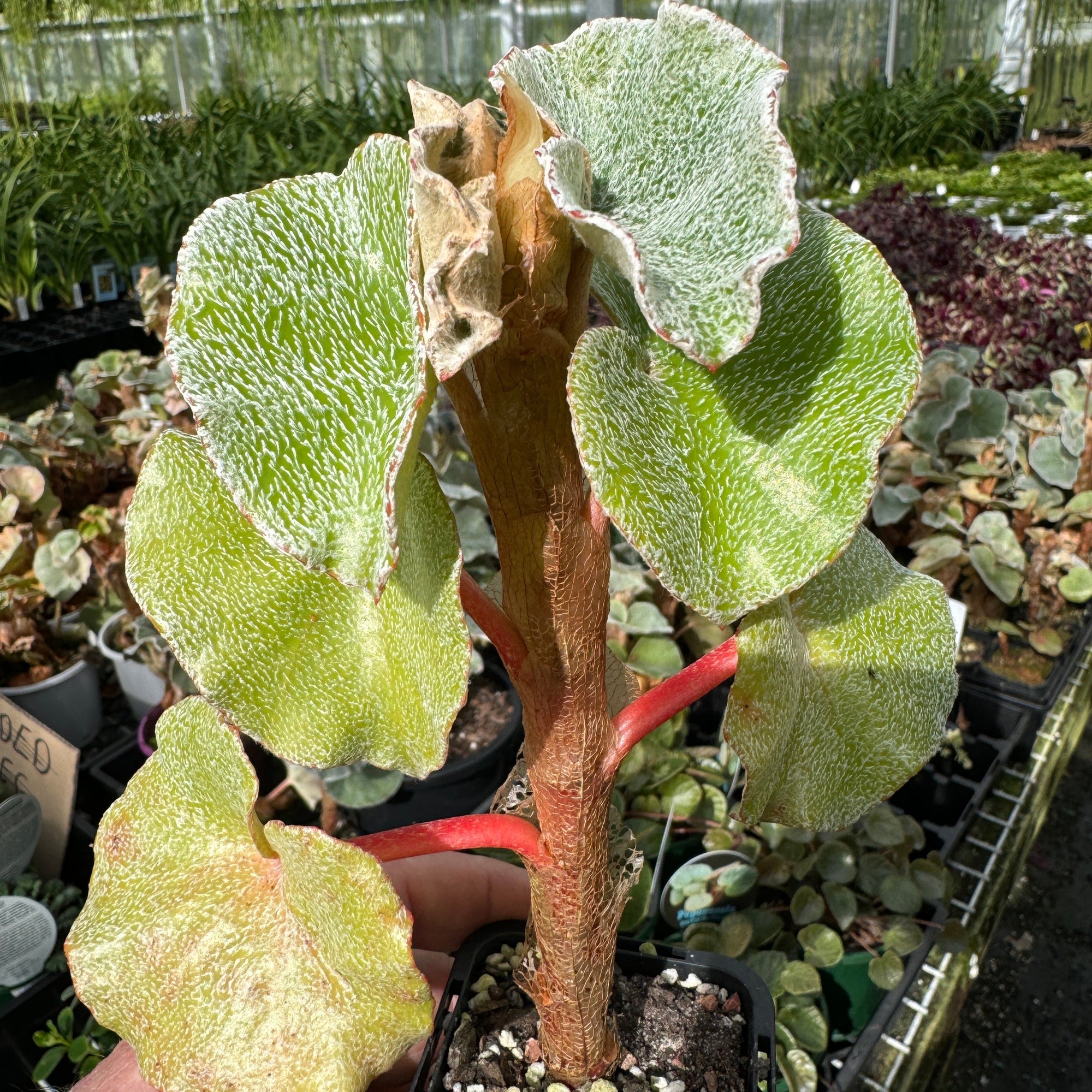 Begonia venosa