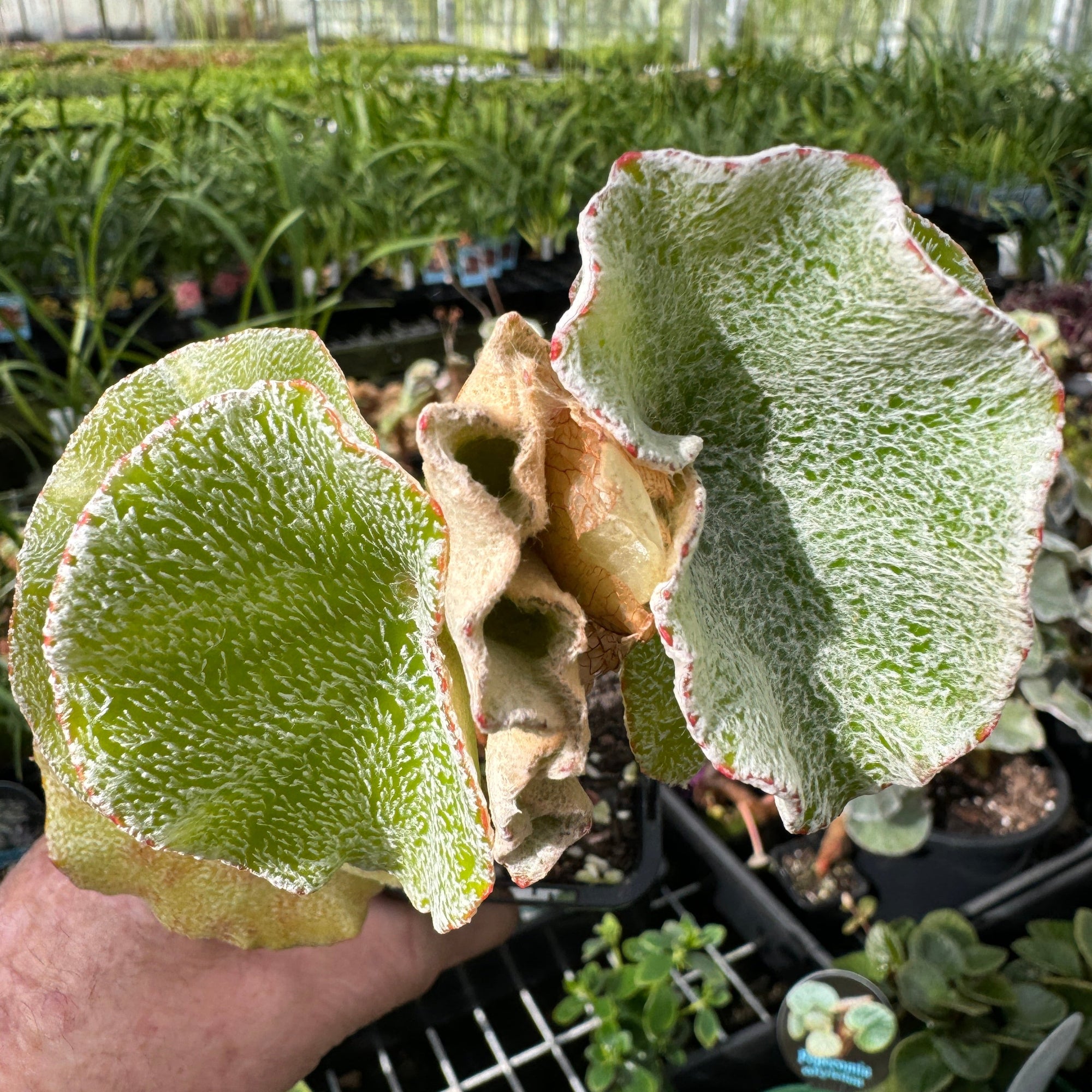 Begonia venosa