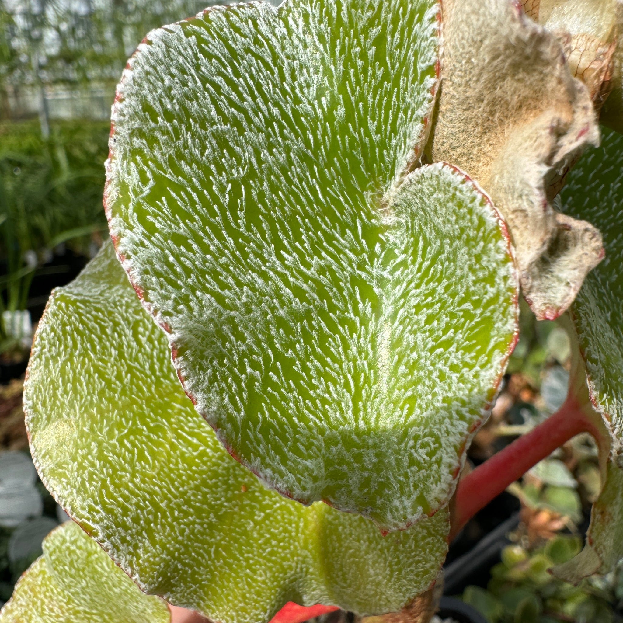 Begonia venosa