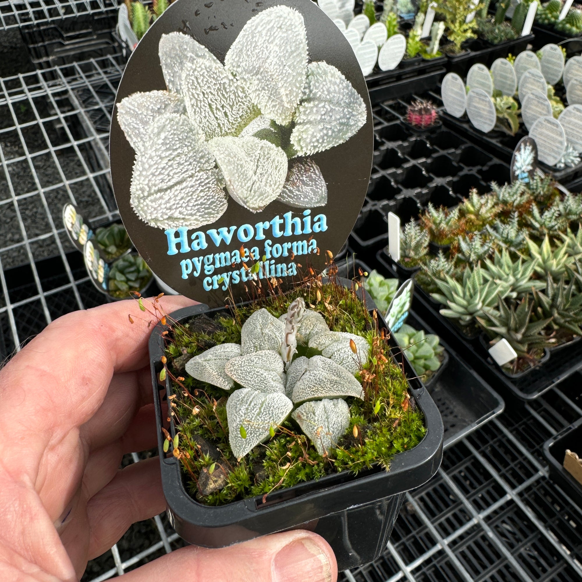 Haworthia pygmaea f. crystallina