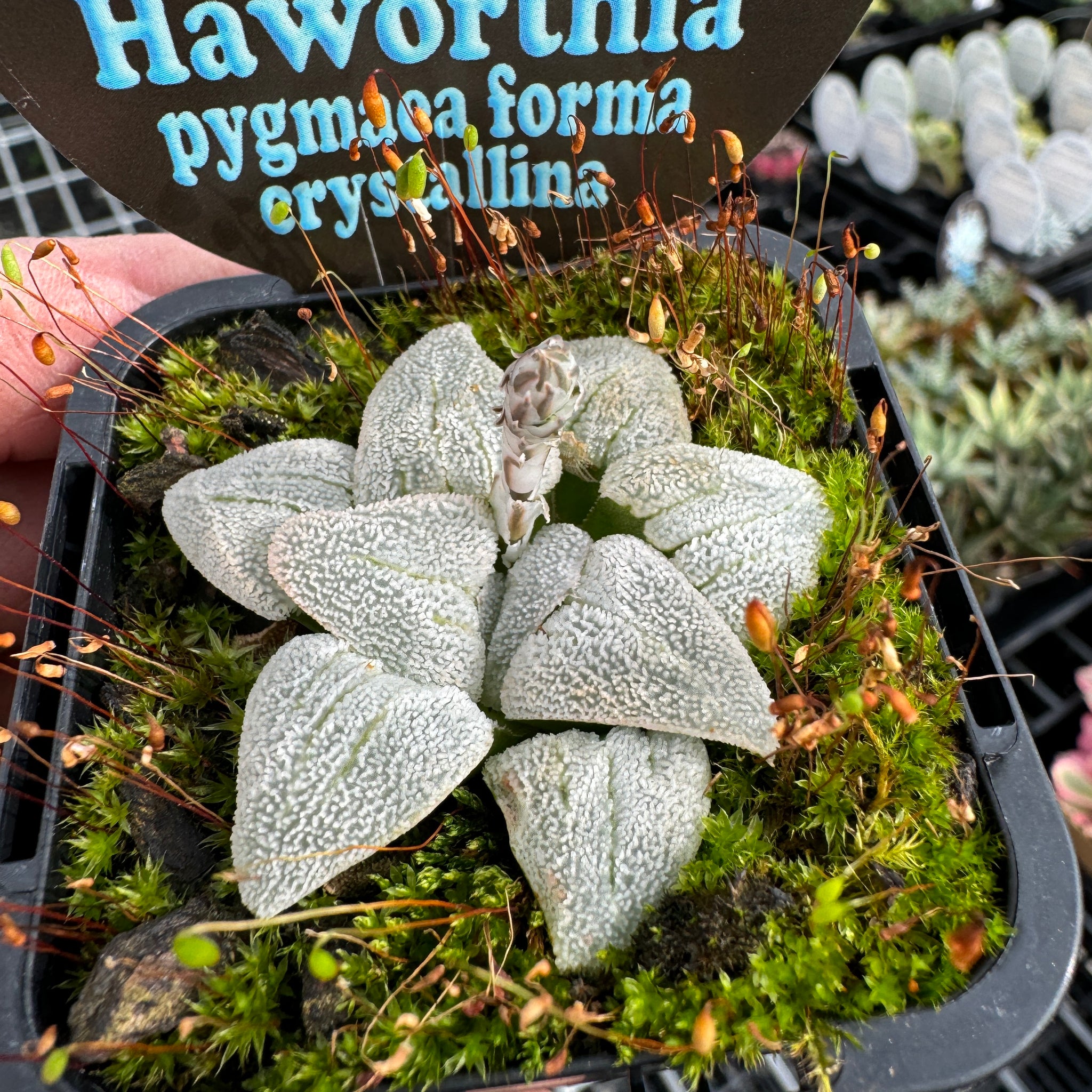 Haworthia pygmaea f. crystallina