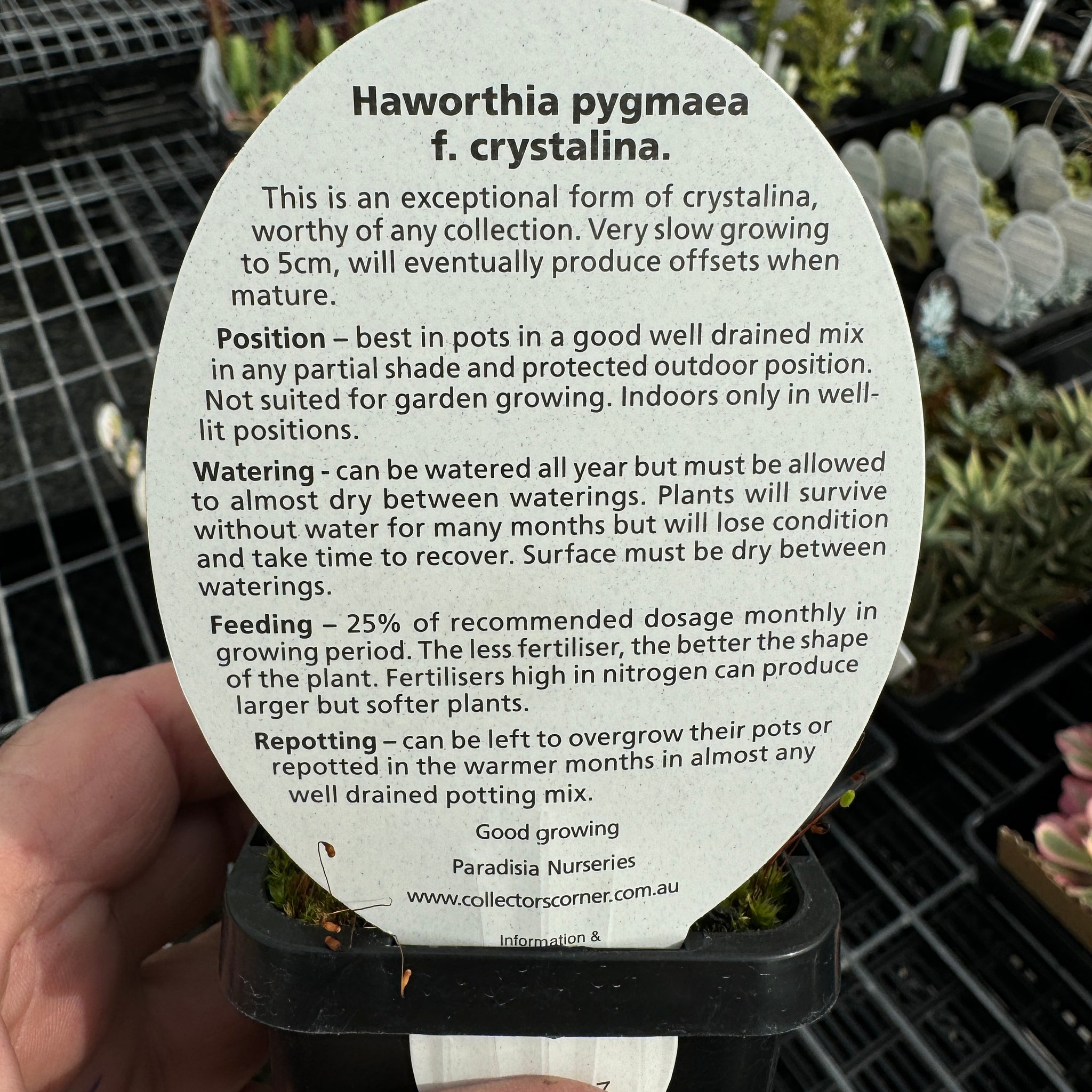 Haworthia pygmaea f. crystallina