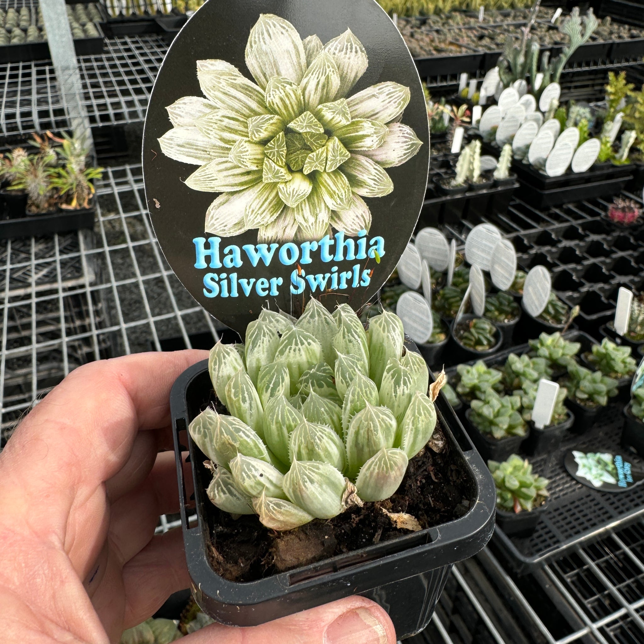 Haworthia cooperi 'Silver Swirls'