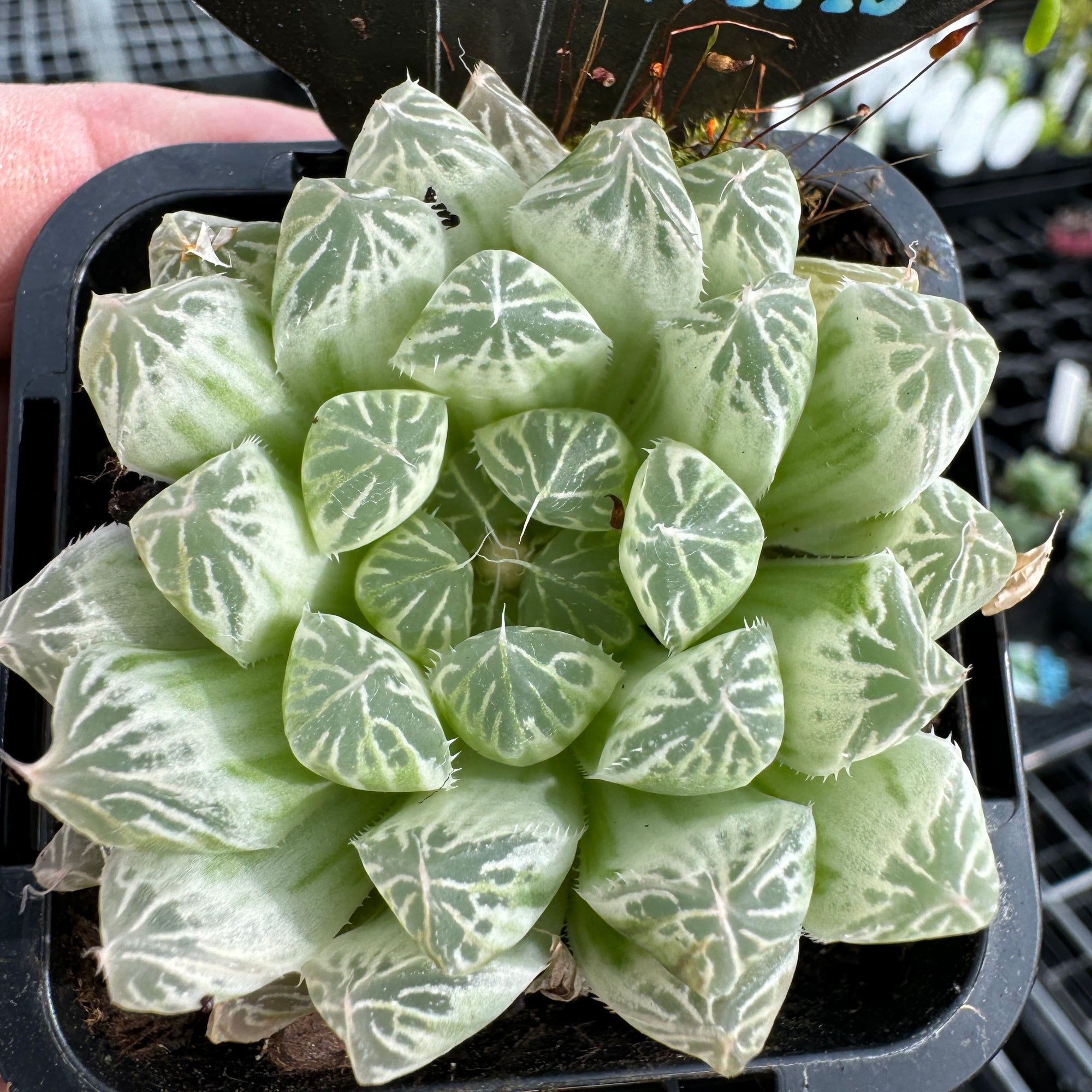 Haworthia cooperi 'Silver Swirls'