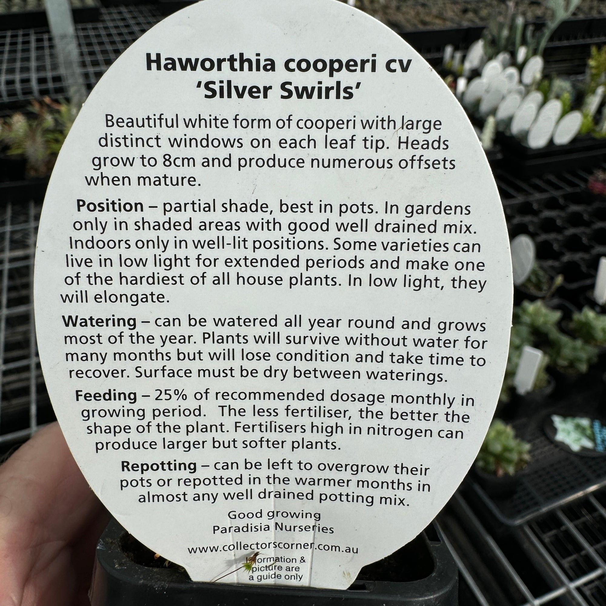 Haworthia cooperi 'Silver Swirls'