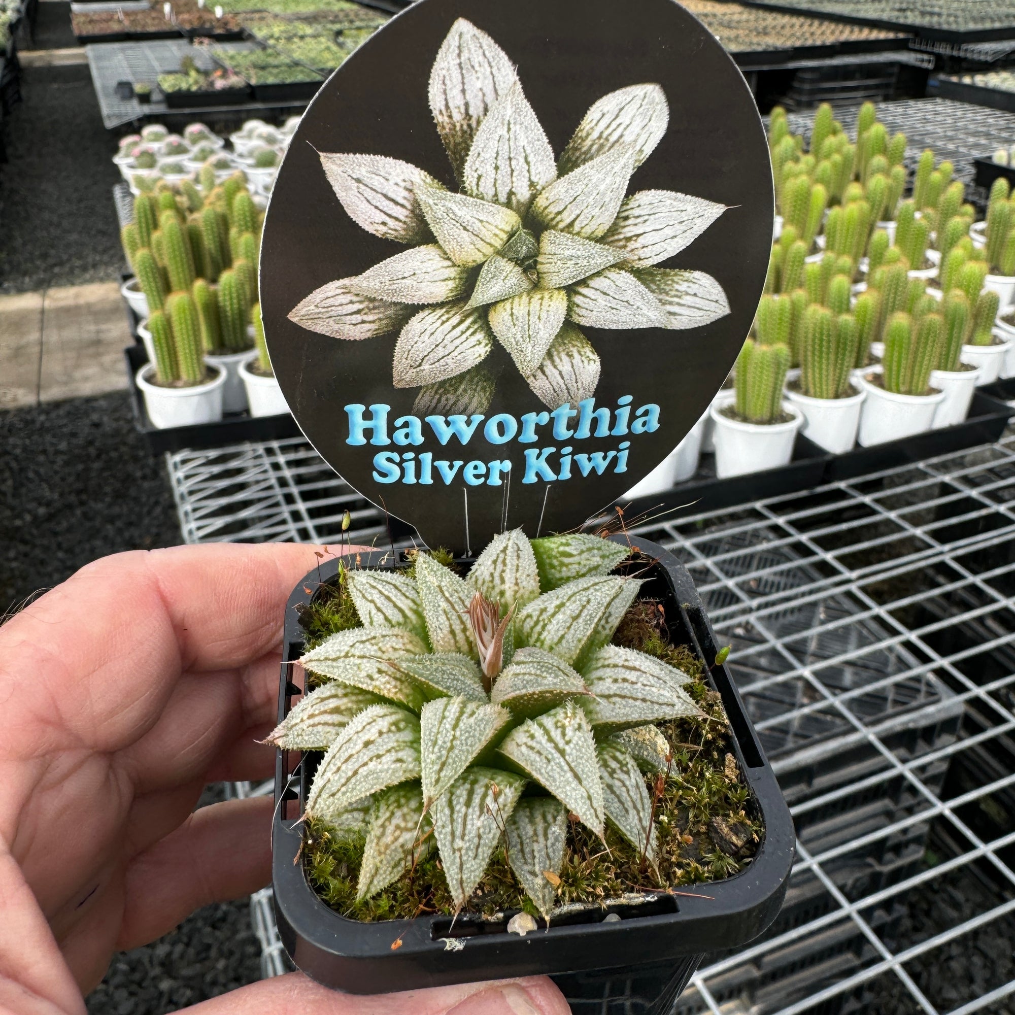 Haworthia  'Silver Kiwi'