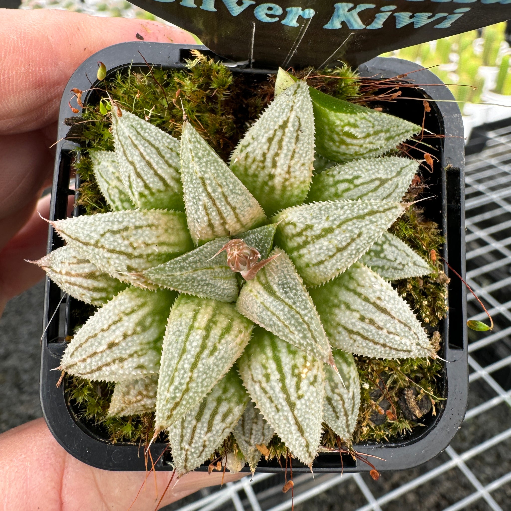 Haworthia  'Silver Kiwi'