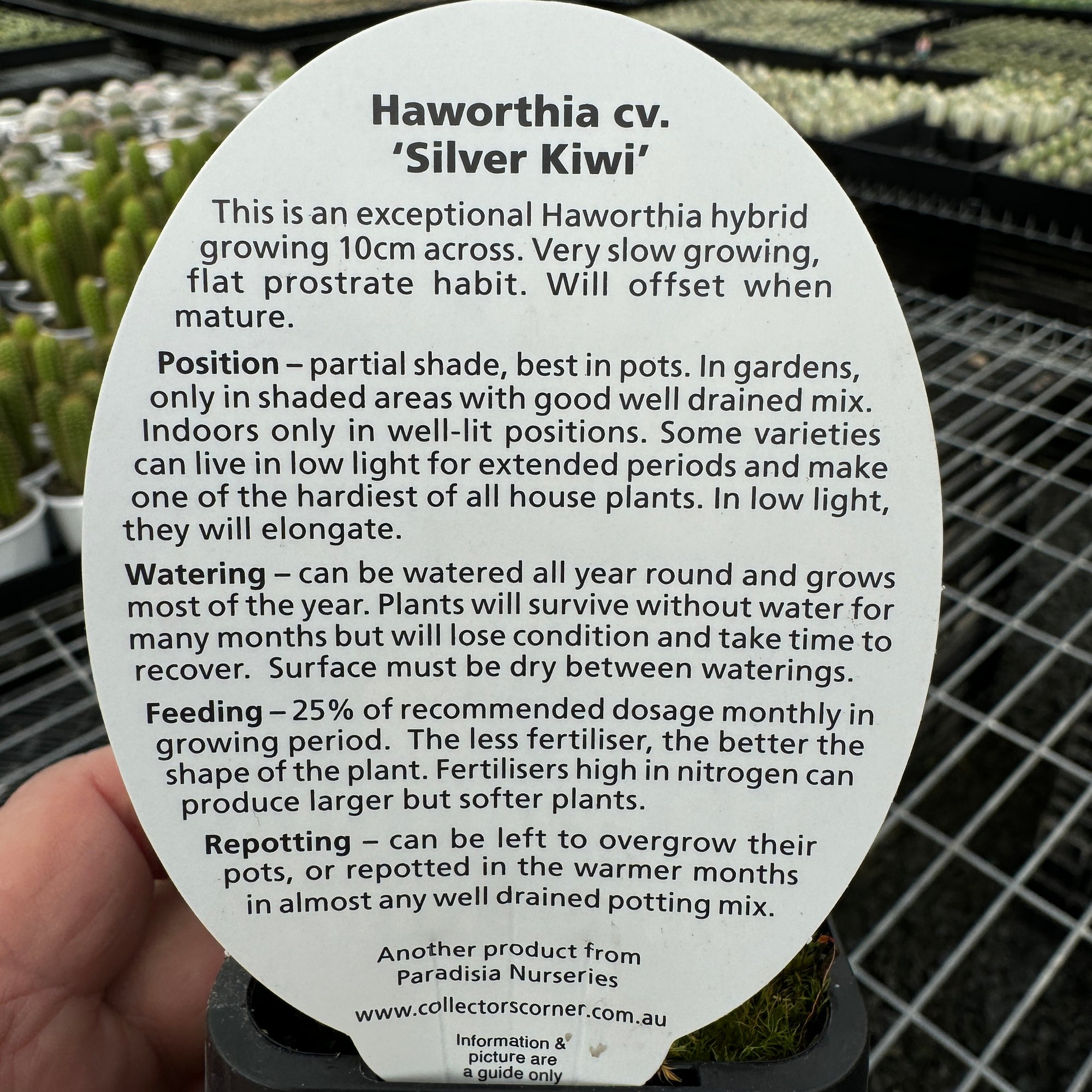 Haworthia  'Silver Kiwi'