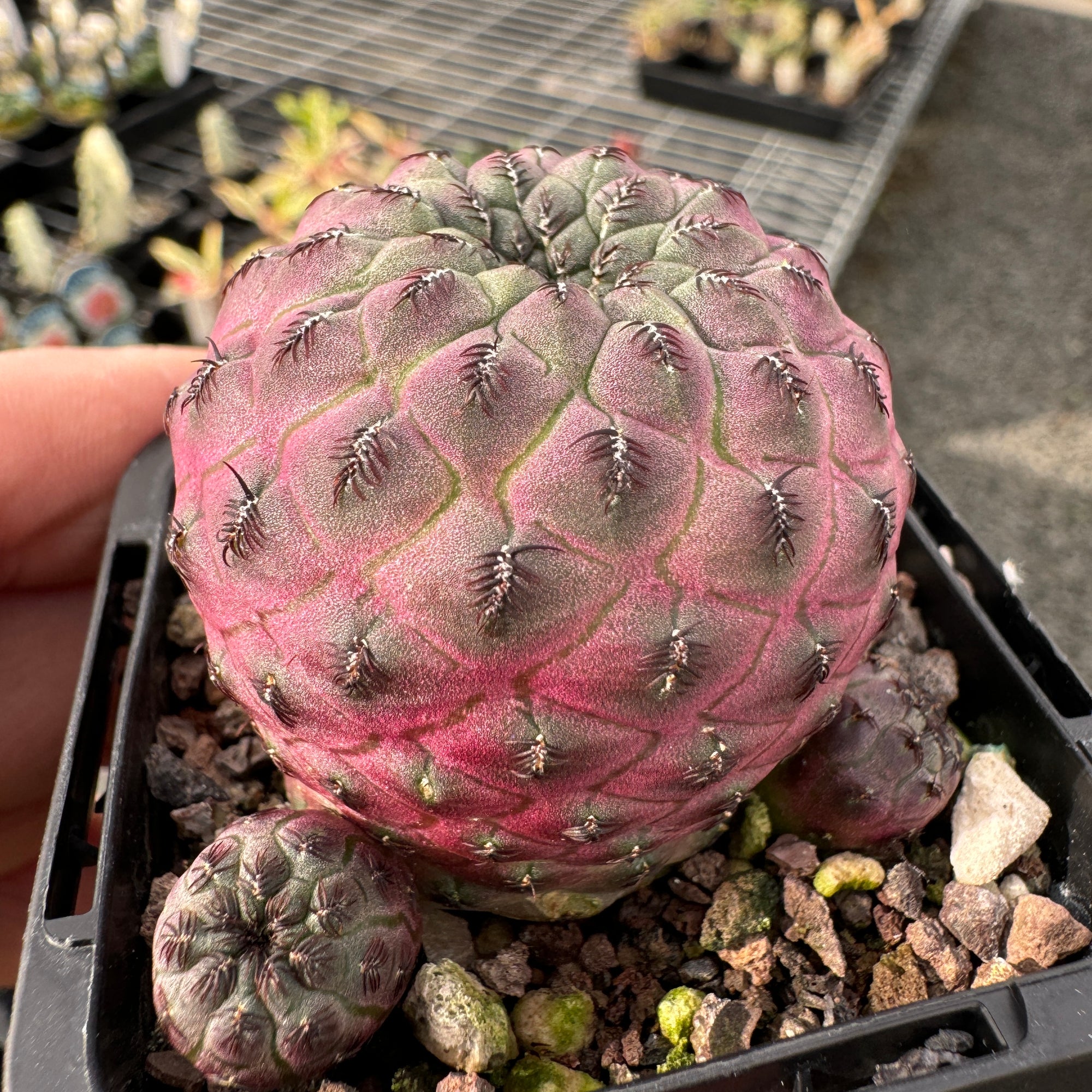 Sulcorebutia rauschii 'Purple'