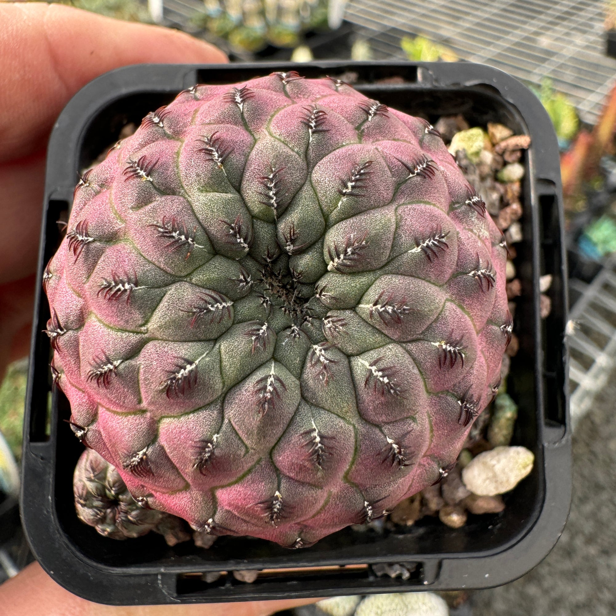 Sulcorebutia rauschii 'Purple'