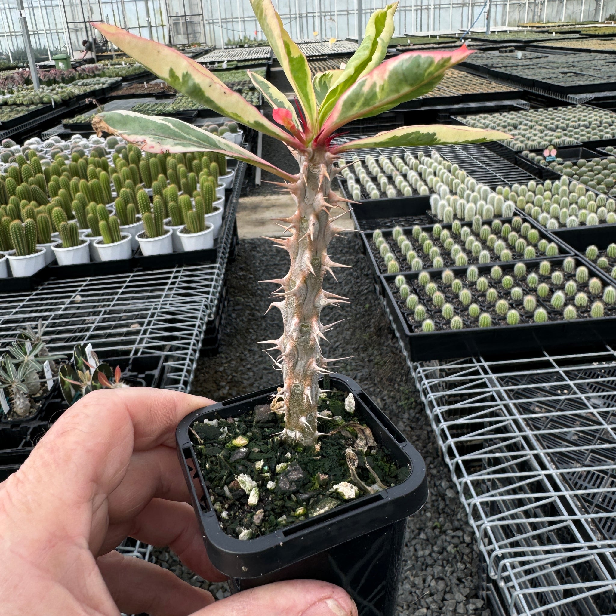 Euphorbia millii variagata (Not for WA) video Ml