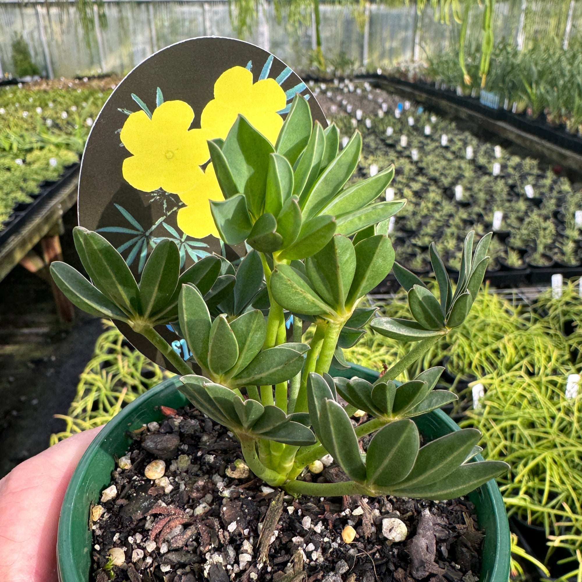 Oxalis flava 'The Yellow Oxalis'