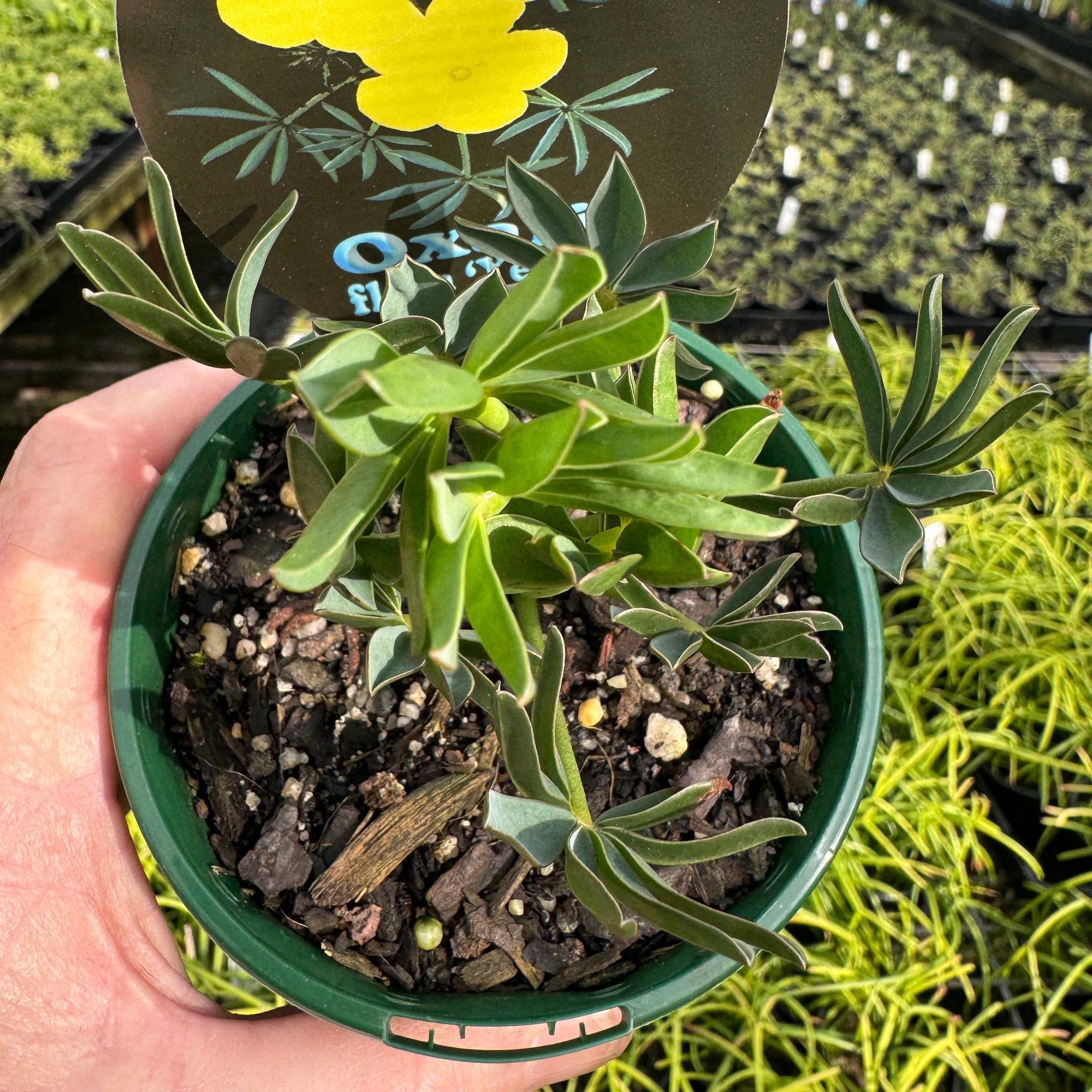 Oxalis flava 'The Yellow Oxalis'