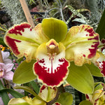 Cymbidium Vidar 'Harlequin' m781 video