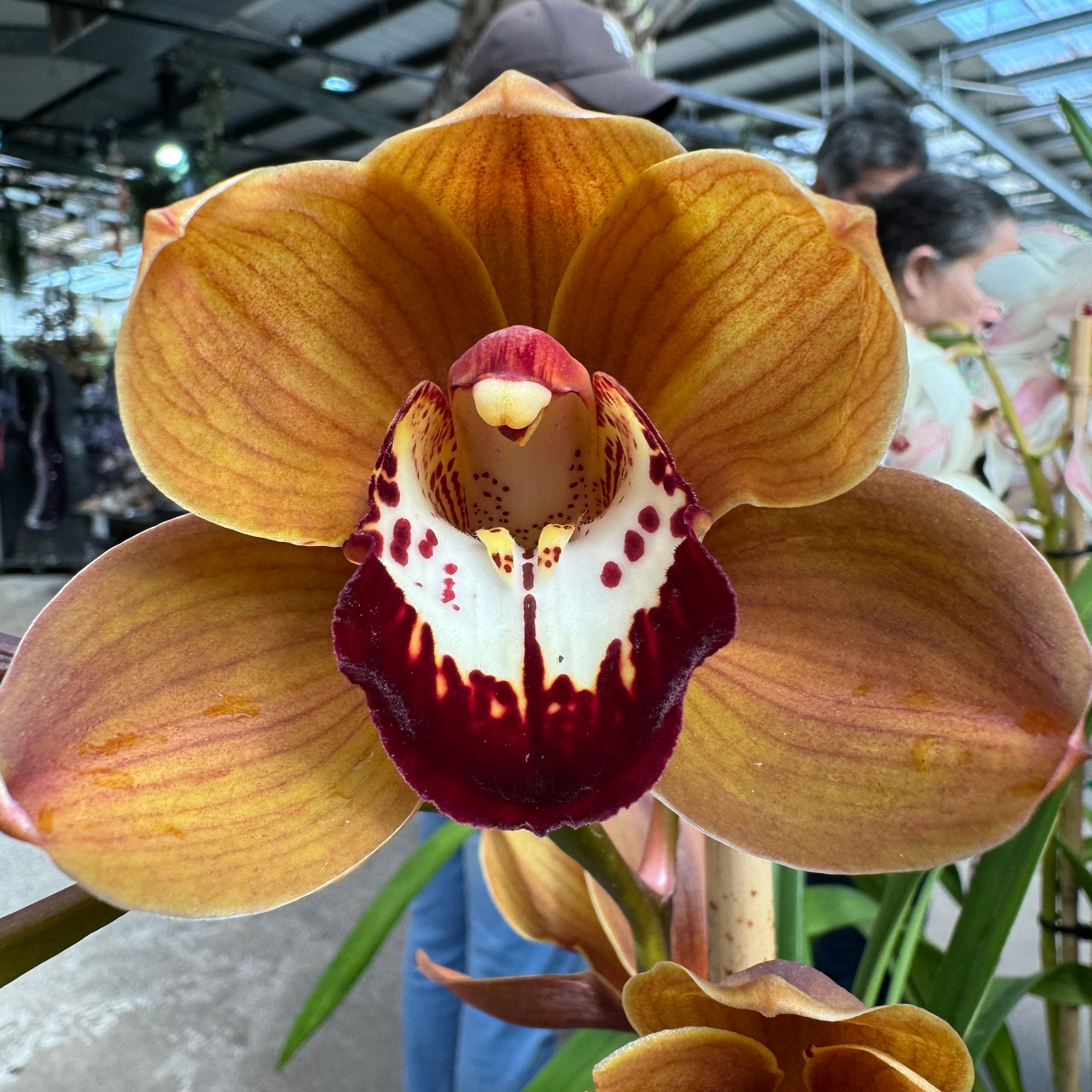 Cymbidium Kiri Te Kanawa 'Pauline Rae'