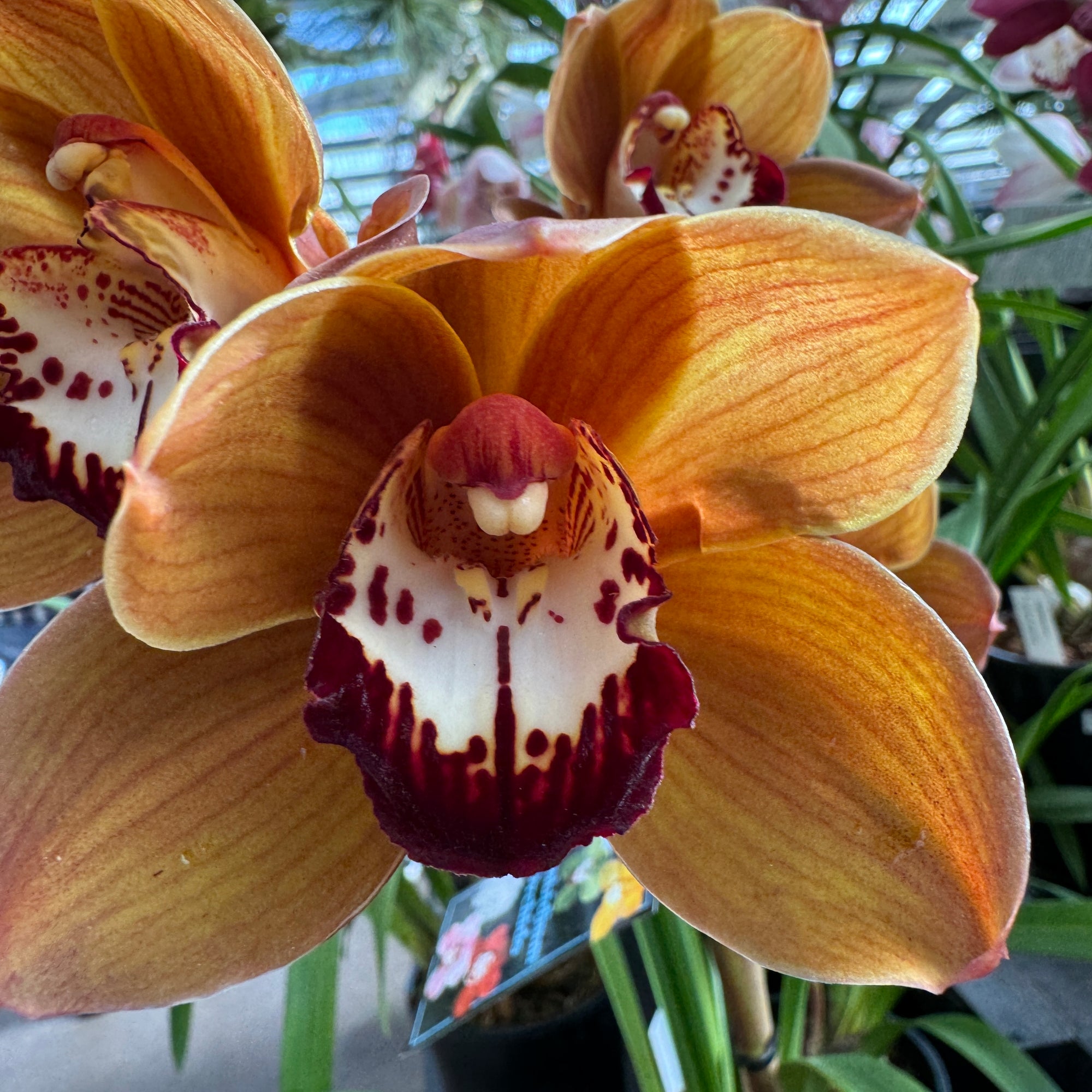 Cymbidium Kiri Te Kanawa 'Pauline Rae'