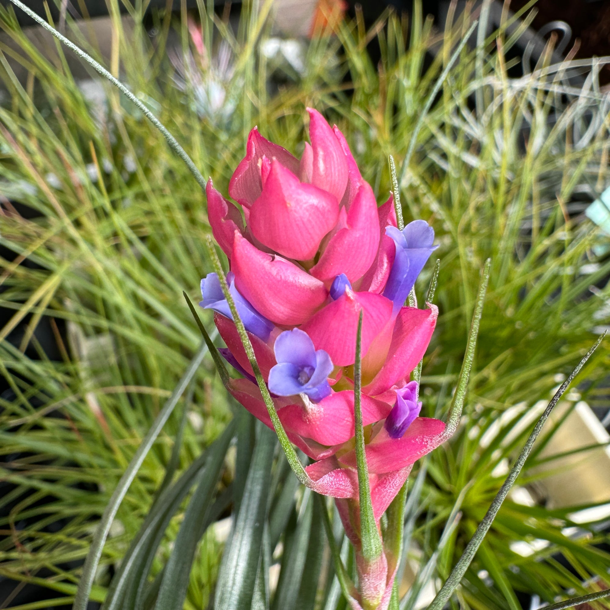 Tillandsia stricta