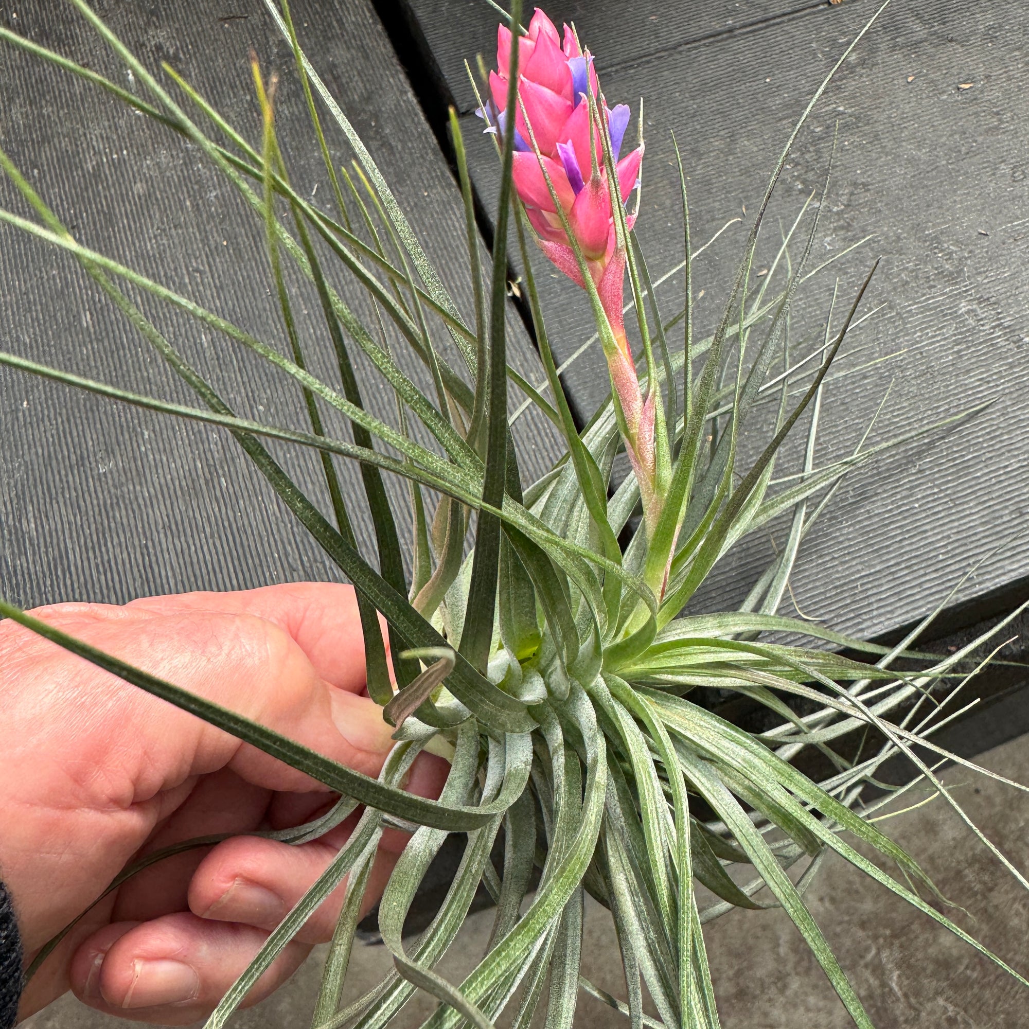 Tillandsia stricta