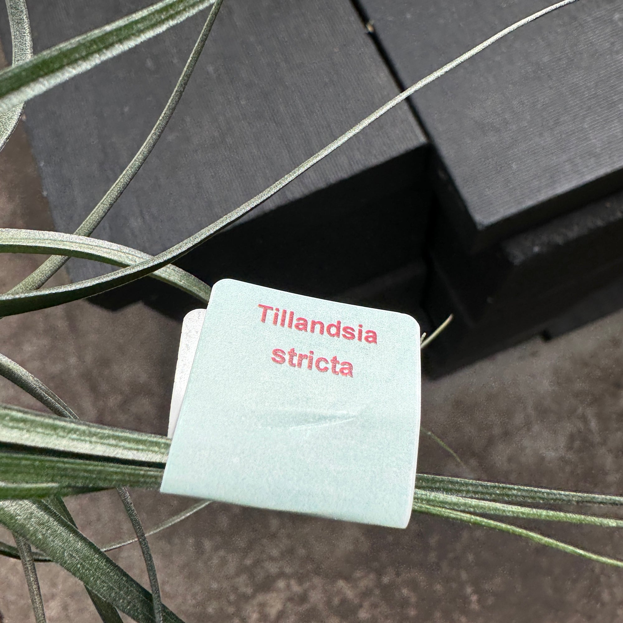 Tillandsia stricta